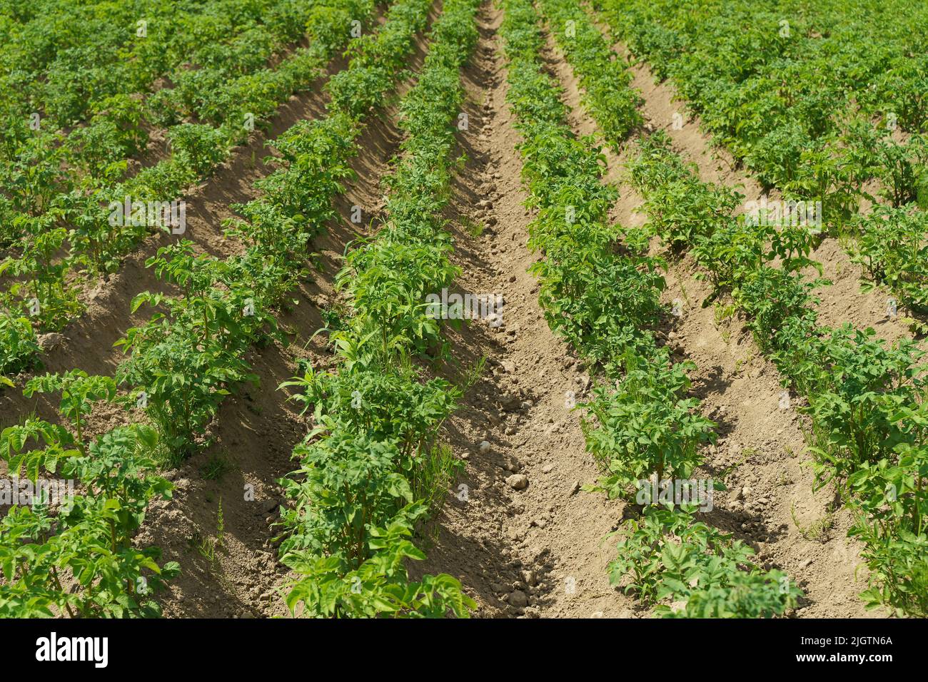 Kartoffeln, die auf einem Bauernfeld wachsen. Kartoffelpflanze im Garten im Sommer. Landwirtschaft, Gemüse, landwirtschaftliches Konzept. Hochwertige Fotos Stockfoto