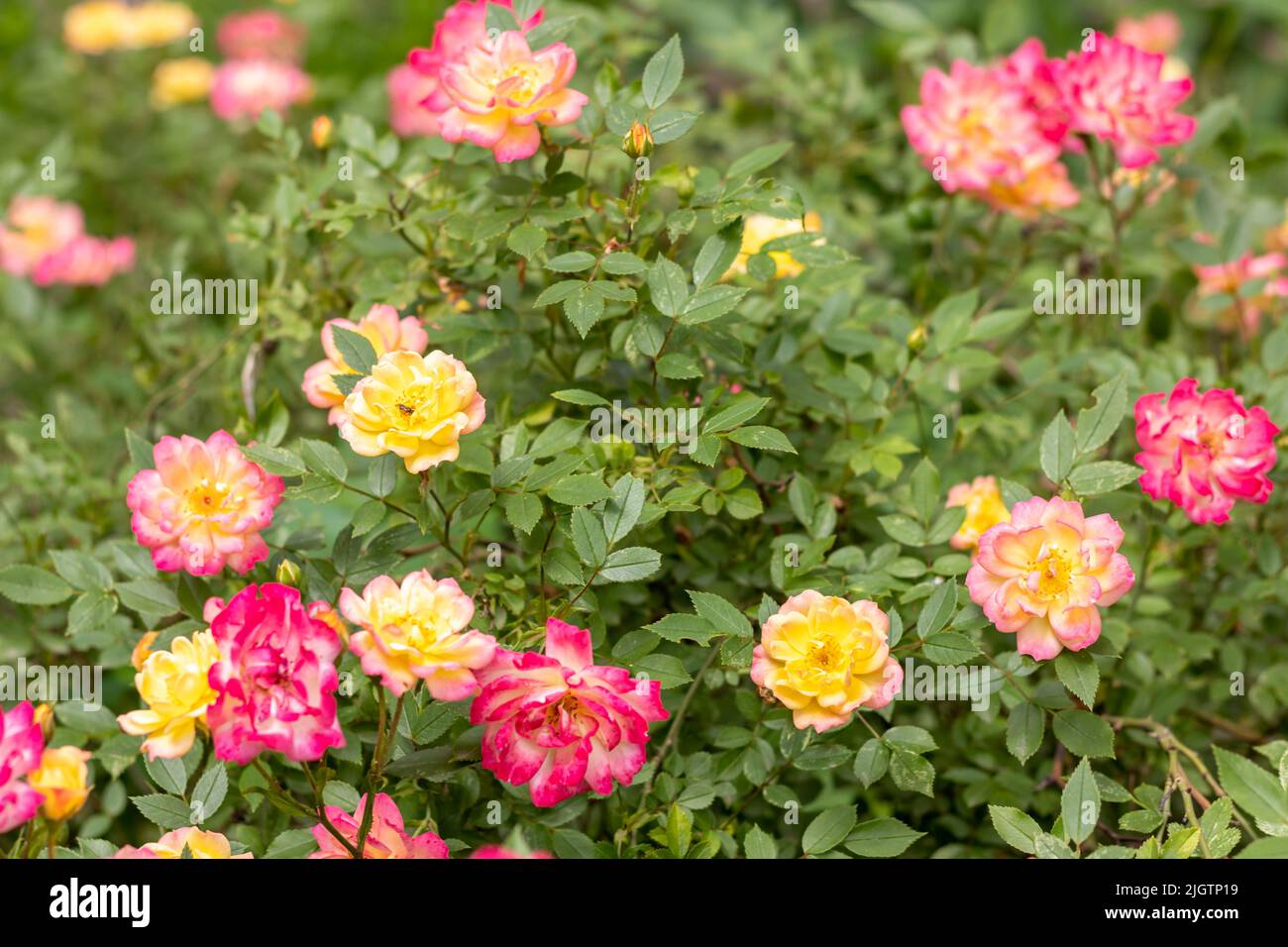 Ein Rosenstrauch mit vielen bunten Rosen in voller Blüte. Selektiver Fokus. Stockfoto