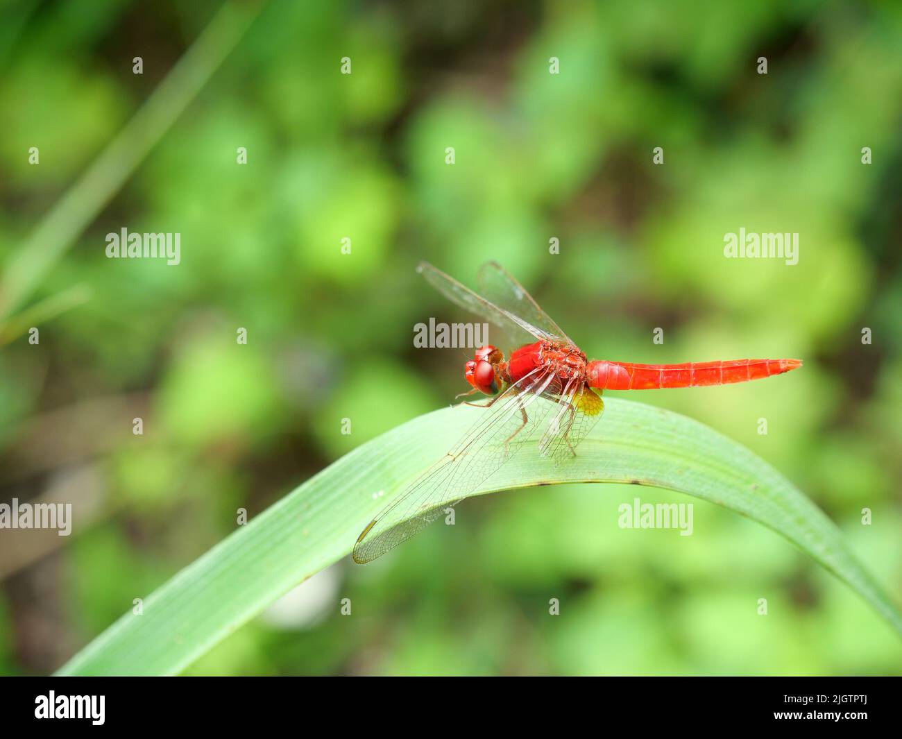 Scharlachrote Skimmer oder Karmesinfalter Libelle auf Blatt mit natürlichem grünen Hintergrund Stockfoto