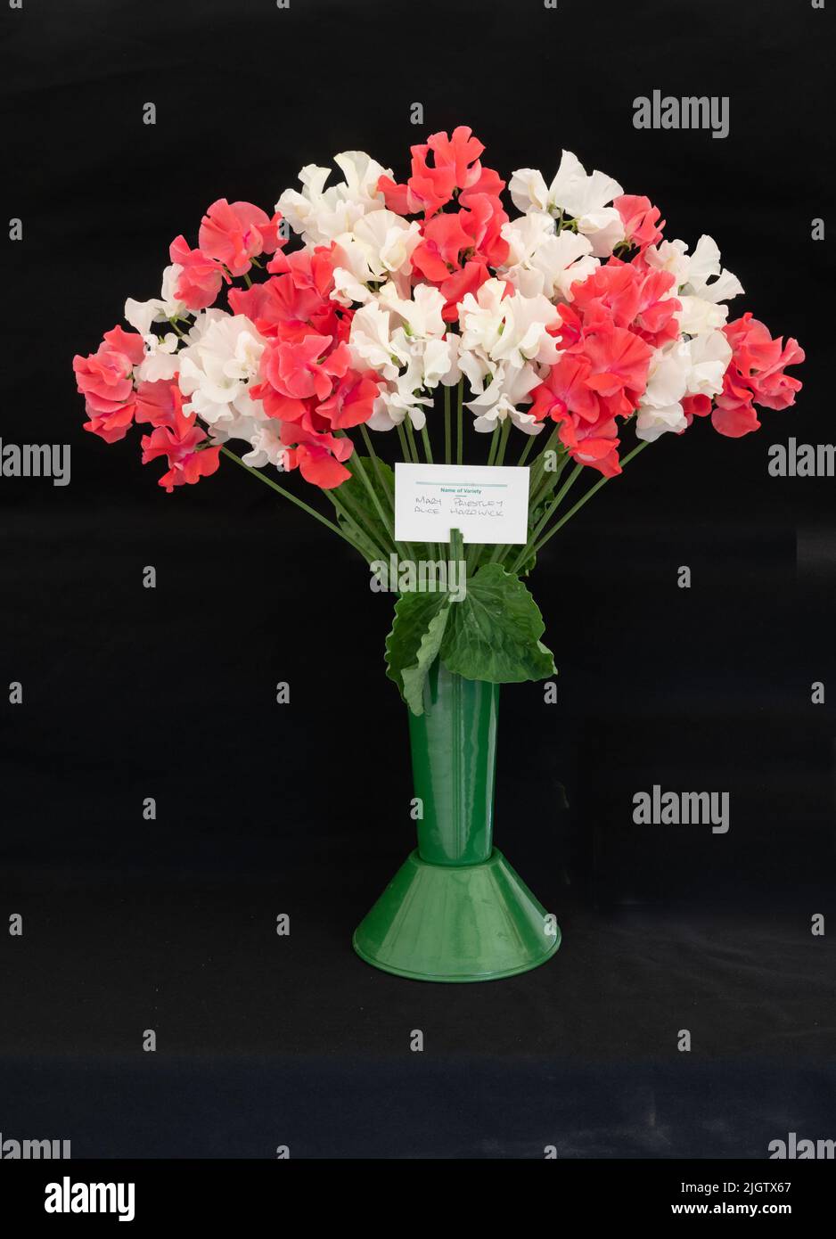 Süße Erbsen „Mary Priestley“ und „Alice Hardwick“ in einer Schauvase Stockfoto