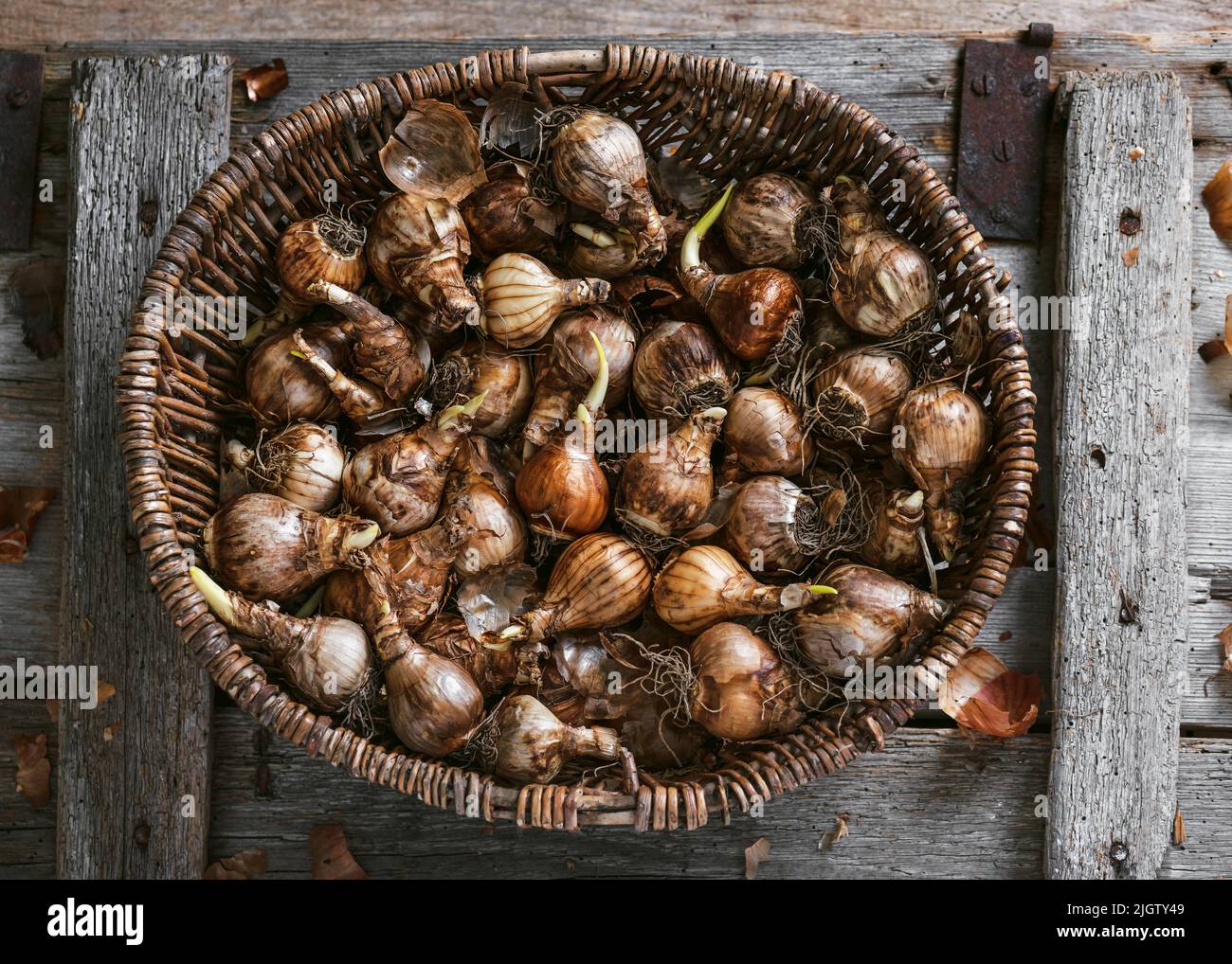 Draufsicht auf Narzissenbirnen Sorten im Weidenkorb für die Pflanzung im Herbst. Gereinigte und vorbereitete Frühlingsblumenbirnen. Stockfoto