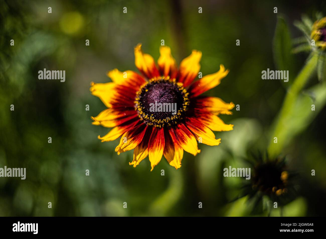 Rudbeckia Gloriosa Daisy eine zweifarbige Blume, bristol, Großbritannien Stockfoto