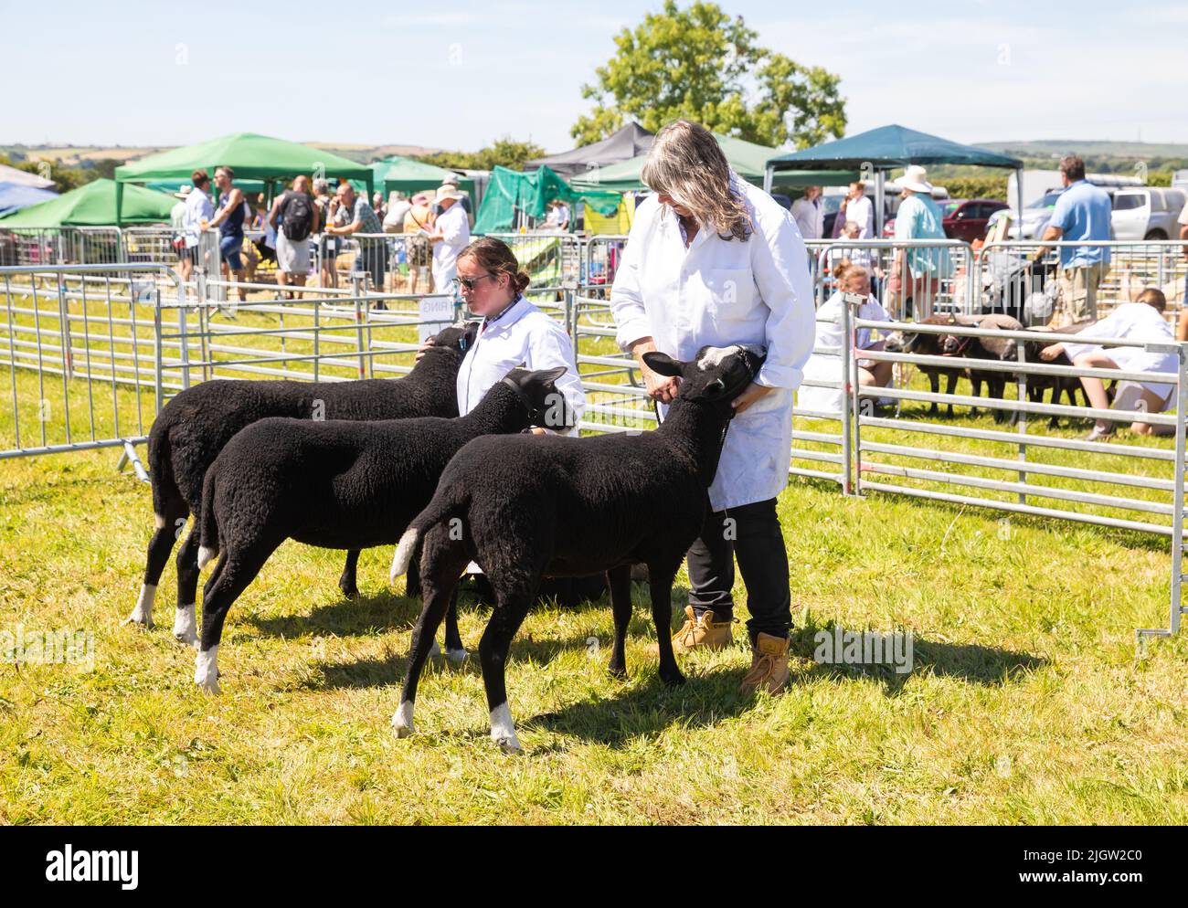 An einem heißen, sonnigen Tag werden braune Schafe auf der Stithians Show gezeigt Stockfoto
