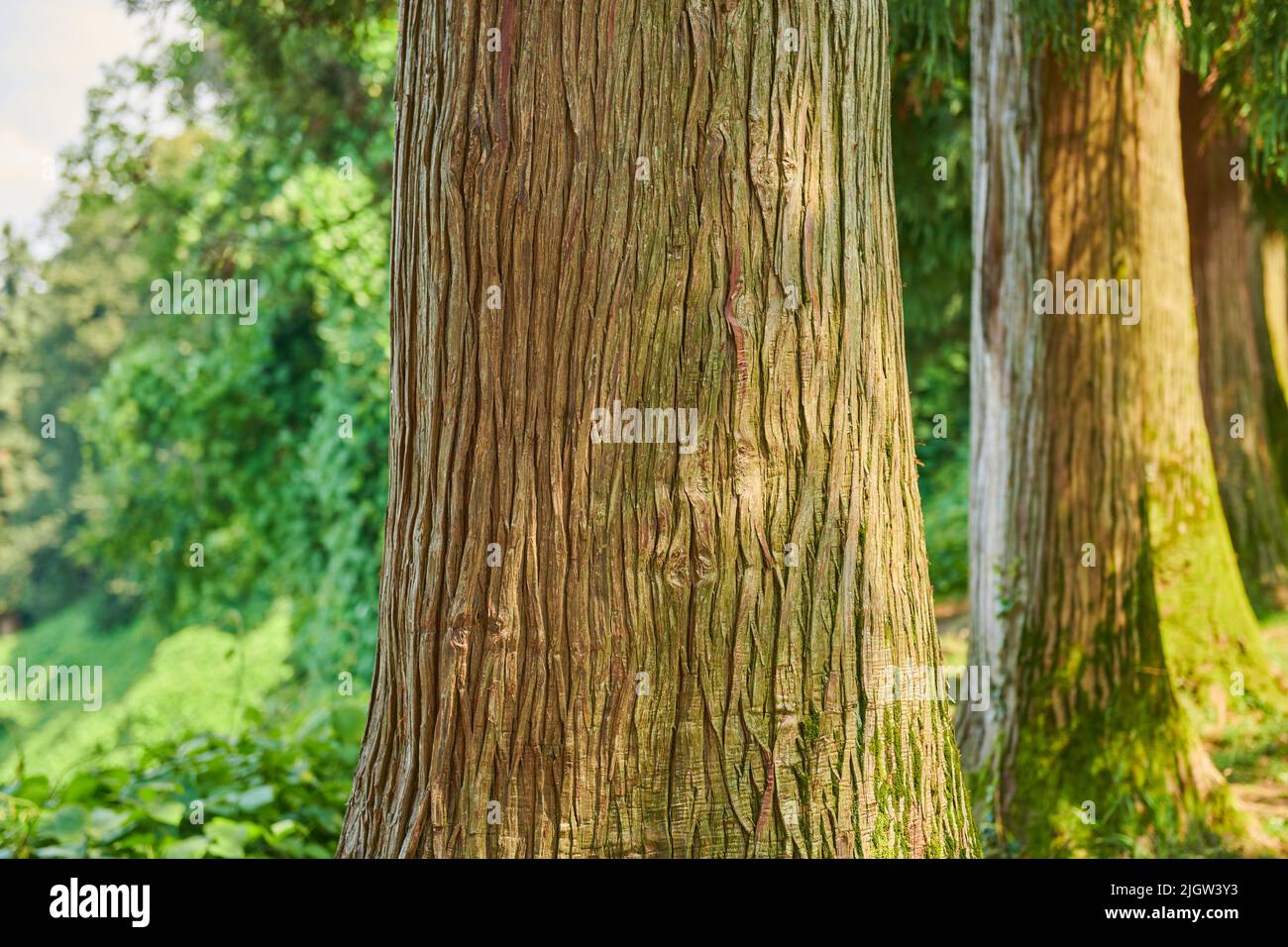 Im botanischen Garten von Batumi wachsen exotische Bäume Stockfoto