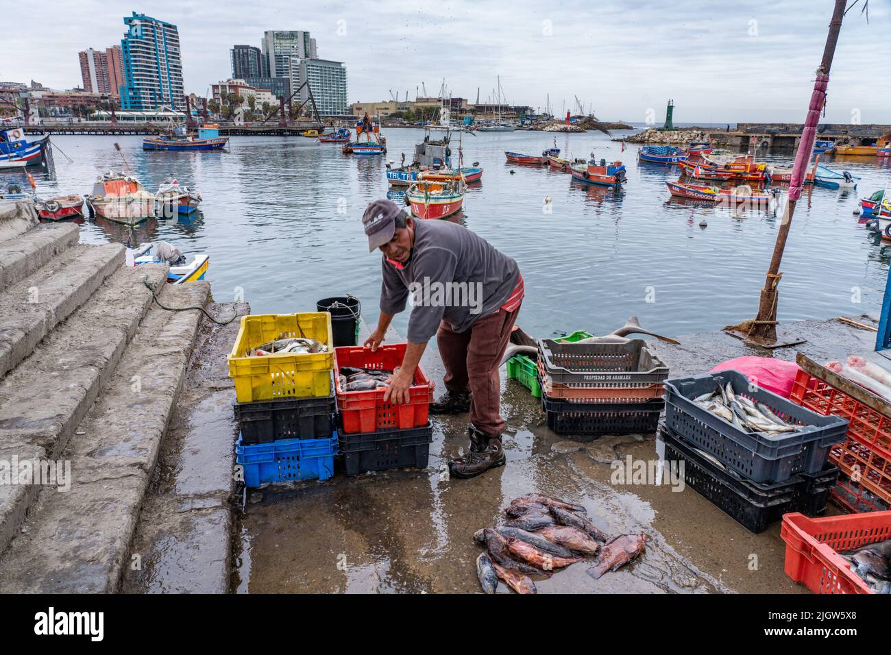 Ein Fischer lädt Kisten mit frischem Fisch auf dem Dock des Fischerbootes Becken in Antofagasta, Chile. Stockfoto