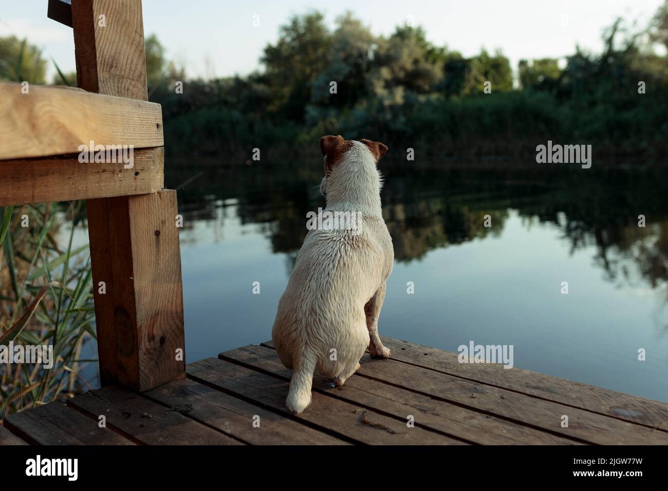 Der Hund Jack Rasa sitzt auf einer Holzbrücke in der Nähe des Flusses, um Enten zu jagen Stockfoto