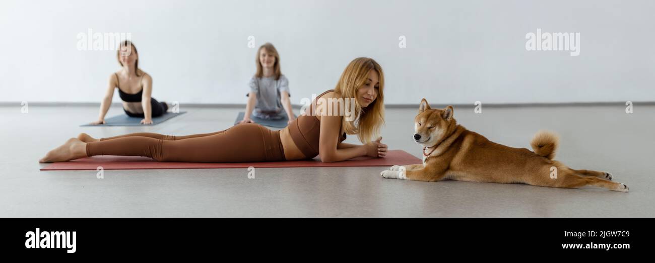 Der Hund praktiziert Yoga in der Kobra-Pose im Studio. Junge Frauen meditieren mit Haustier Stockfoto