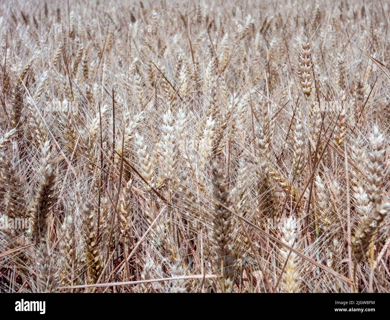 Weizen Feld Nahaufnahme Stockfoto