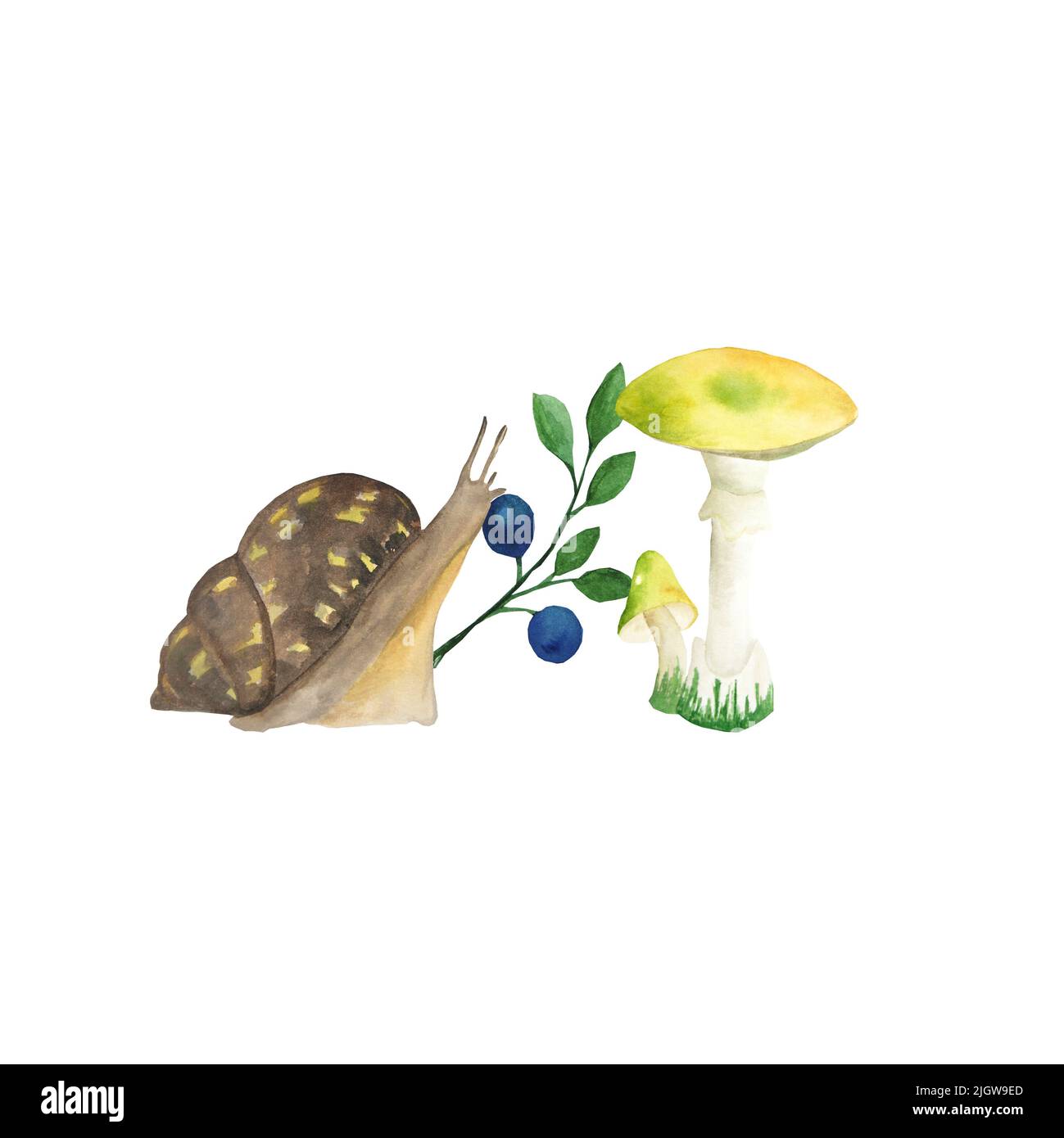 Schnecke, Heidelbeere und giftige Kröten. Isolierte Aquarelldarstellung auf weißem Hintergrund. Es kann auf Postkarten, Postern verwendet werden. Stockfoto