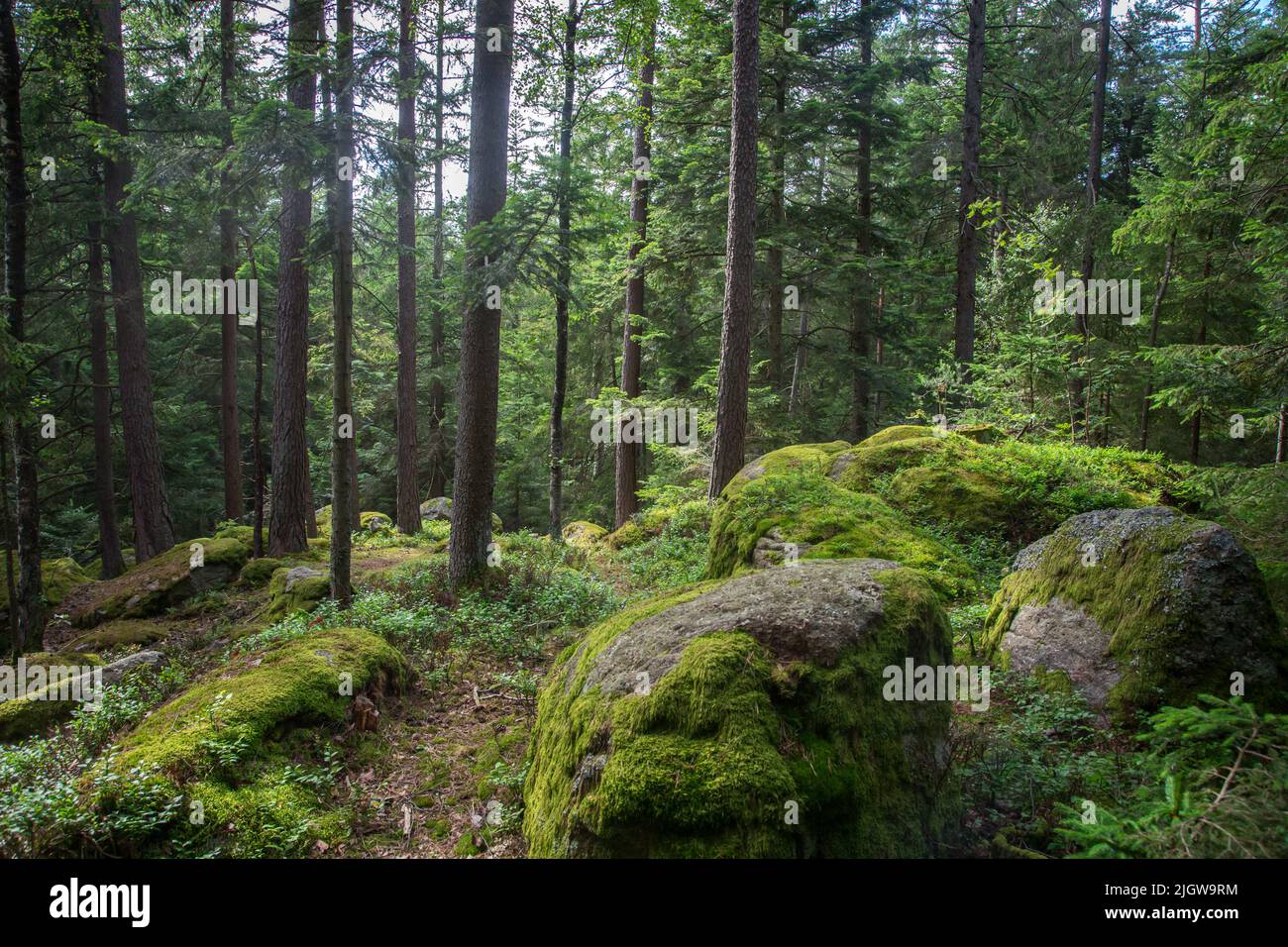 Frauhaus steine -Fotos und -Bildmaterial in hoher Auflösung – Alamy