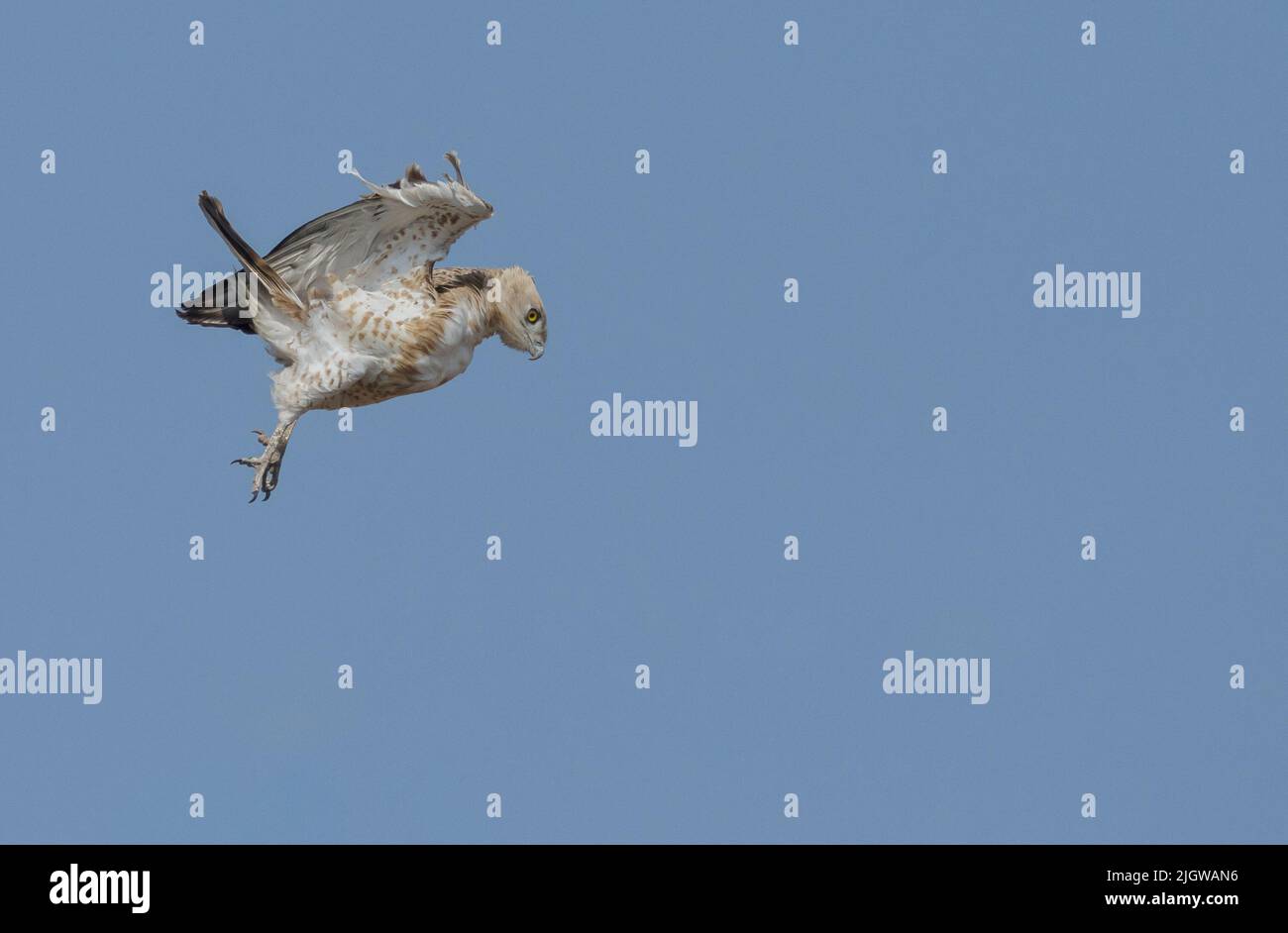 Schlangenadler (Circaetus gallicus) bei Gujarat, Indien Stockfoto