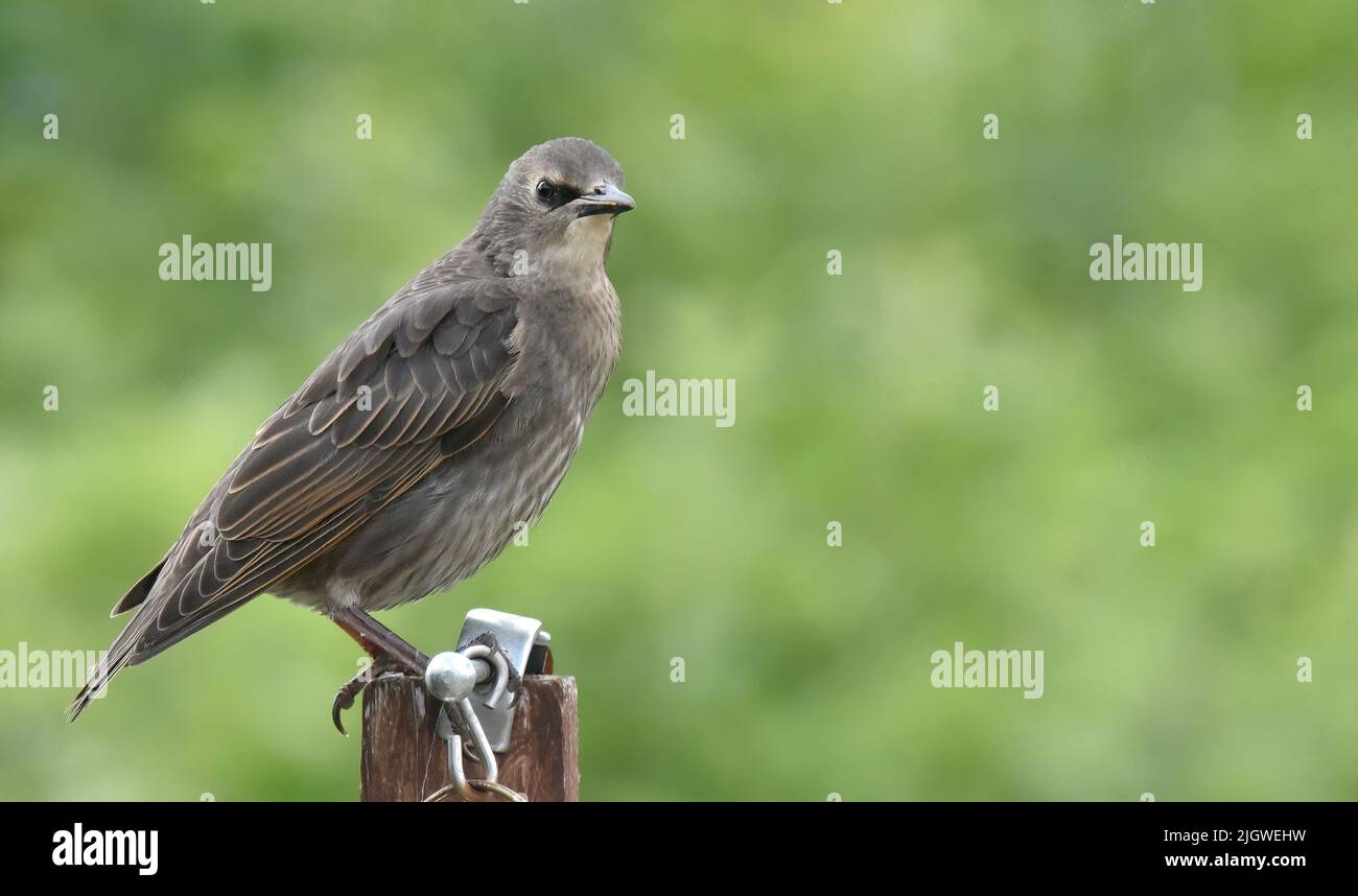 Stare im Garten Stockfoto