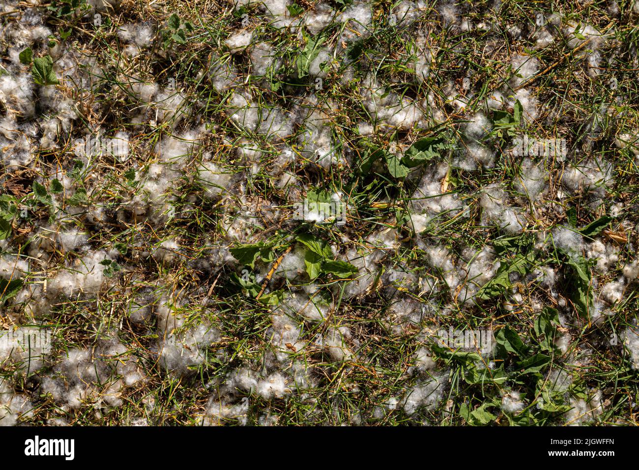 Hintergrund in Form von Gras, auf dem Pappel Flusen liegt. Hochwertige Fotos Stockfoto