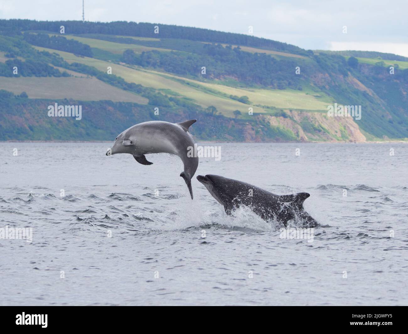 Der junge große Tümmler (Tursiops trunkatus), der im Moray Firth, Schottland, Großbritannien, aufspringt und aufspringt Stockfoto