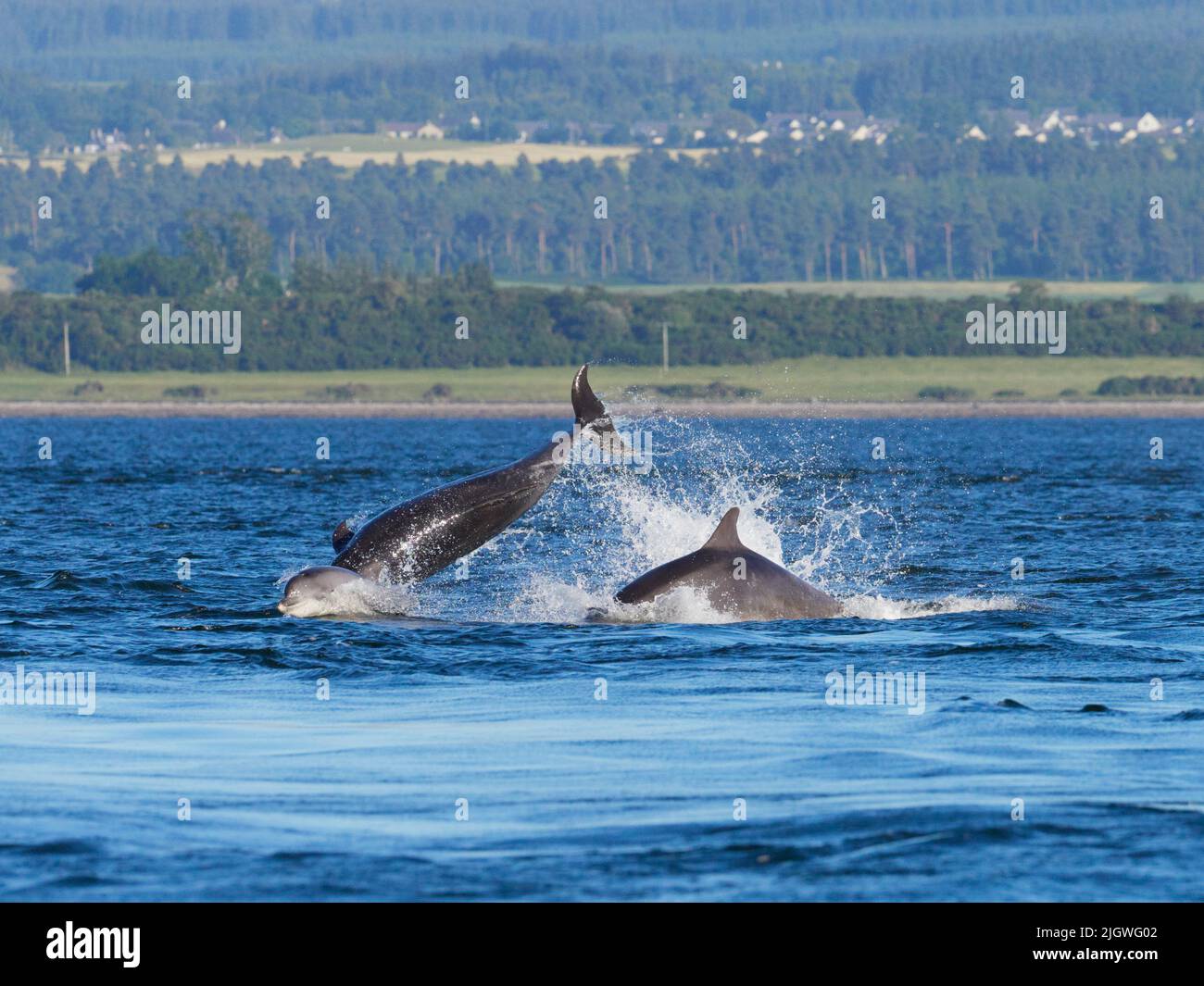 Der junge große Tümmler (Tursiops trunkatus), der im Moray Firth, Schottland, Großbritannien, aufspringt und aufspringt Stockfoto