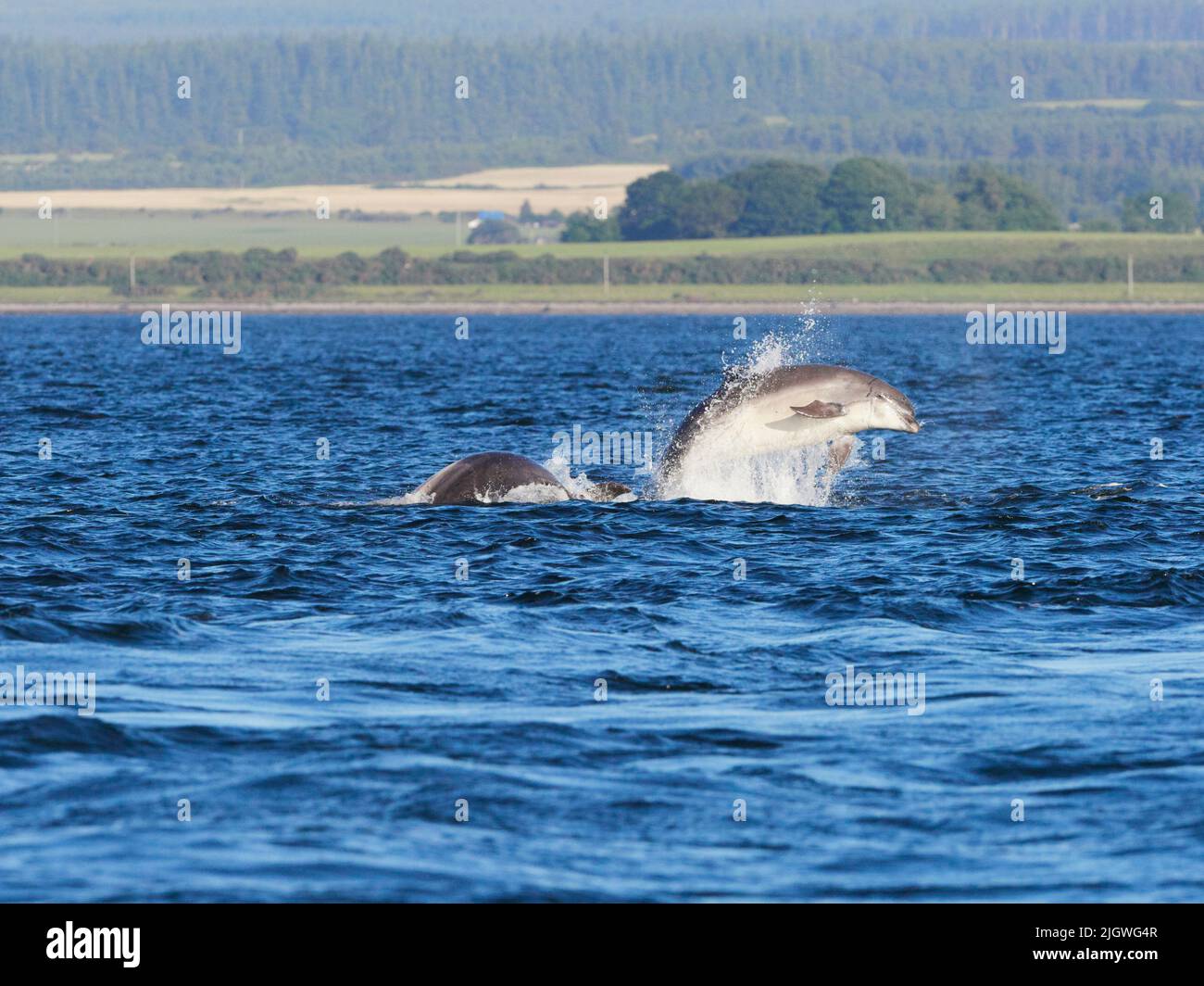 Der junge große Tümmler (Tursiops trunkatus), der im Moray Firth, Schottland, Großbritannien, aufspringt und aufspringt Stockfoto