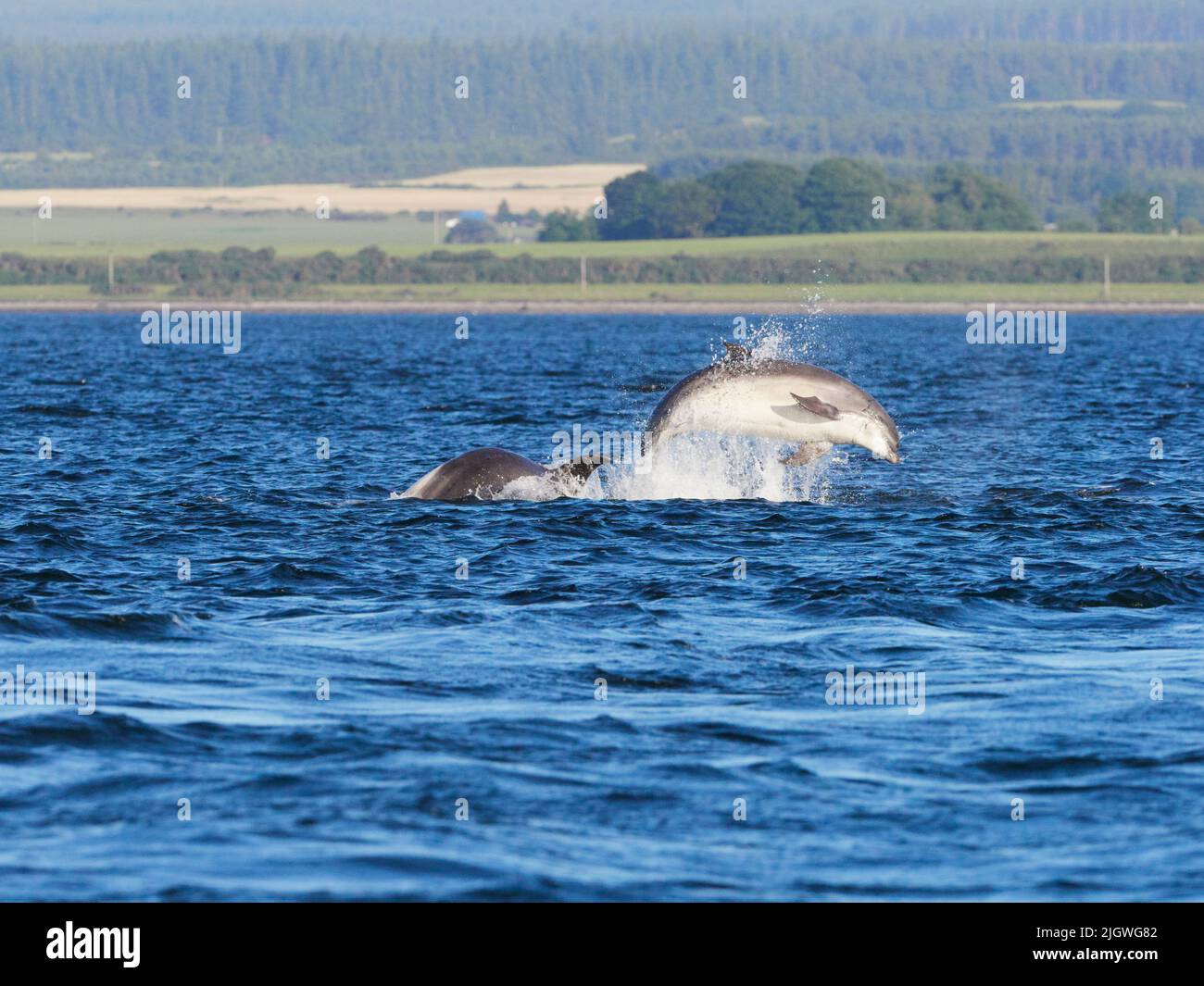 Der junge große Tümmler (Tursiops trunkatus), der im Moray Firth, Schottland, Großbritannien, aufspringt und aufspringt Stockfoto