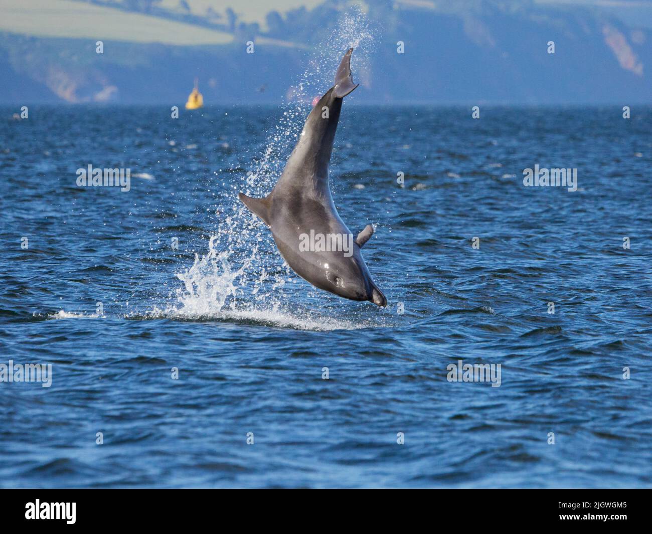 Der junge große Tümmler (Tursiops trunkatus), der im Moray Firth, Schottland, Großbritannien, aufspringt und aufspringt Stockfoto