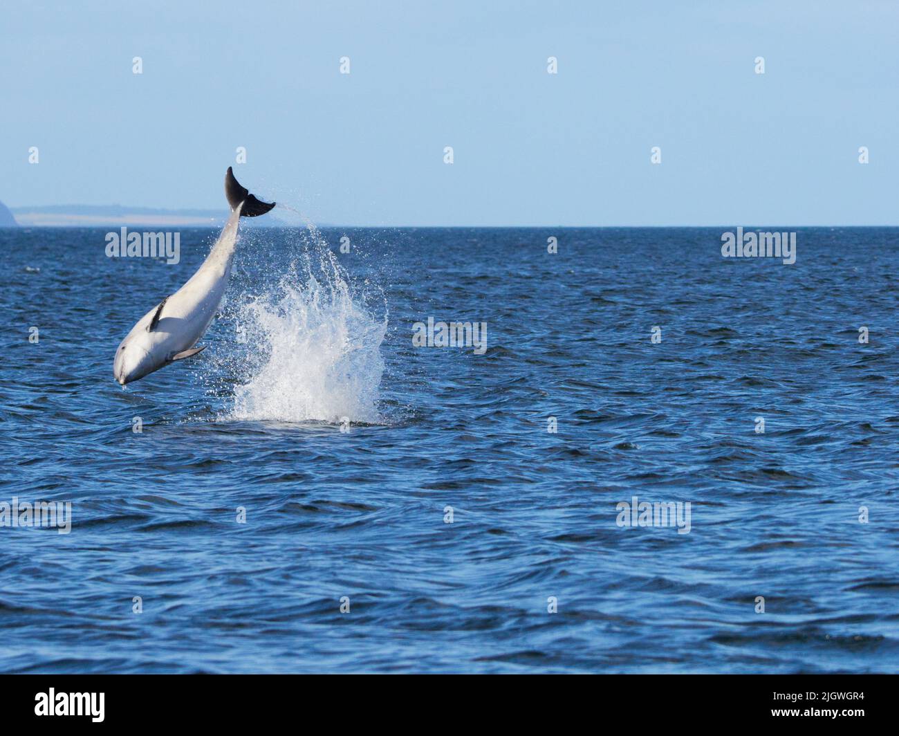 Der junge große Tümmler (Tursiops trunkatus), der im Moray Firth, Schottland, Großbritannien, aufspringt und aufspringt Stockfoto