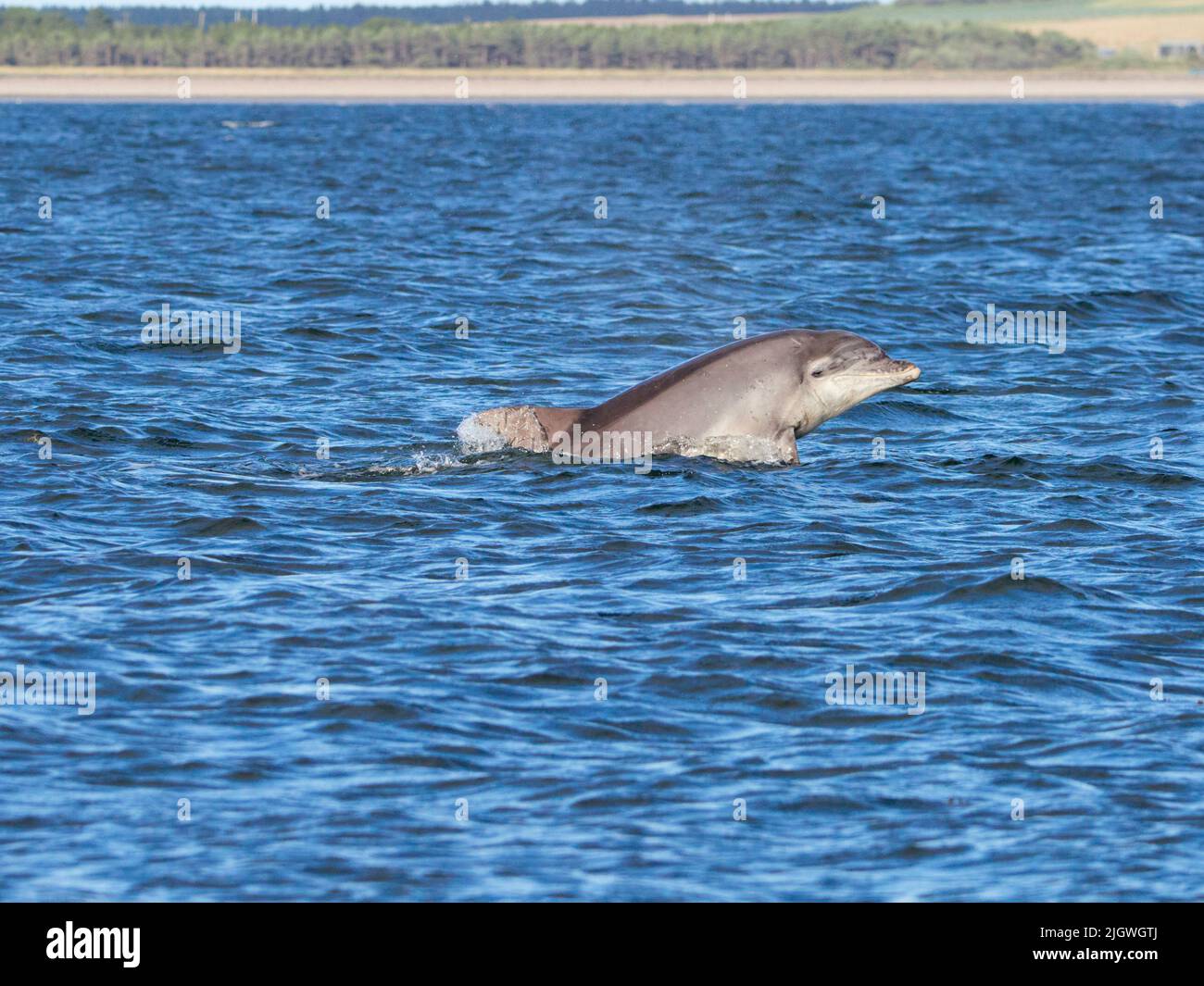 Der junge große Tümmler (Tursiops trunkatus), der im Moray Firth, Schottland, Großbritannien, aufspringt und aufspringt Stockfoto