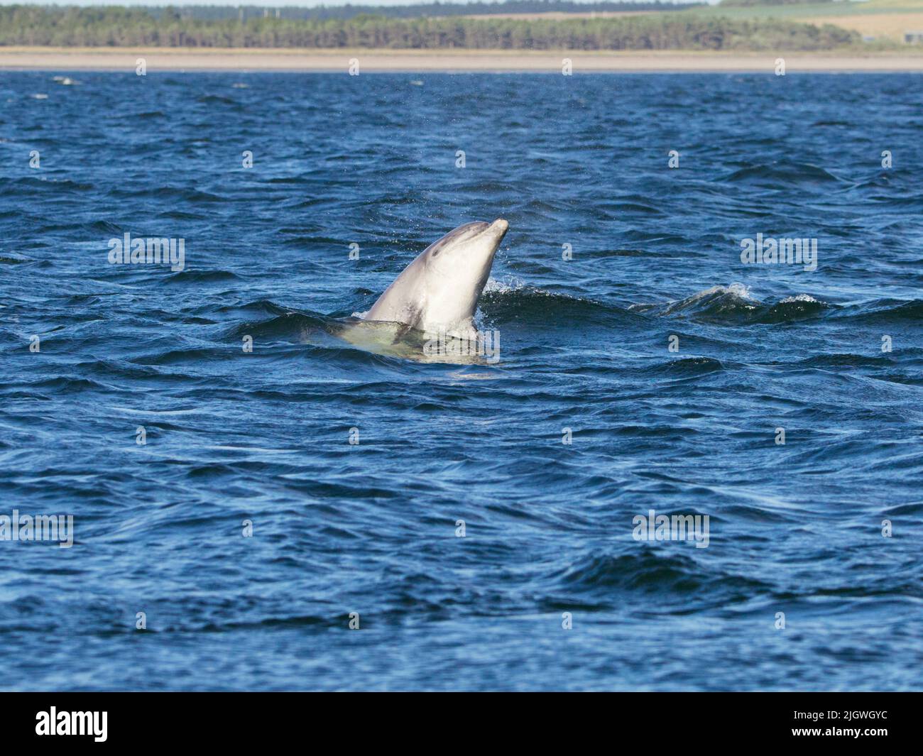 Der junge große Tümmler (Tursiops trunkatus), der im Moray Firth, Schottland, Großbritannien, aufspringt und aufspringt Stockfoto
