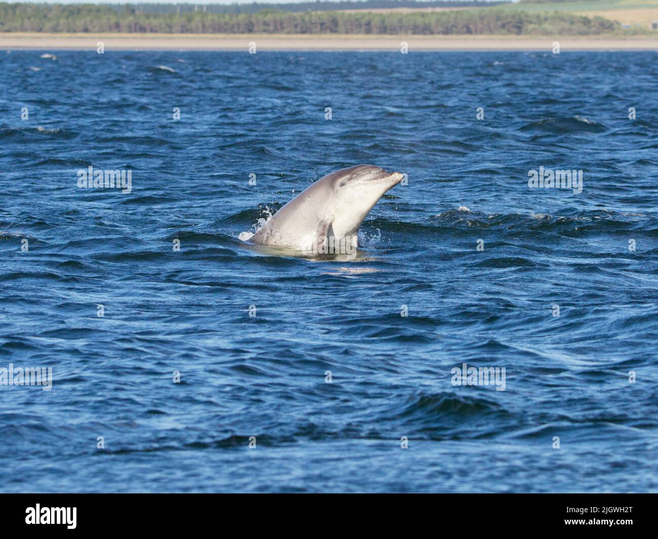 Der junge große Tümmler (Tursiops trunkatus), der im Moray Firth, Schottland, Großbritannien, aufspringt und aufspringt Stockfoto