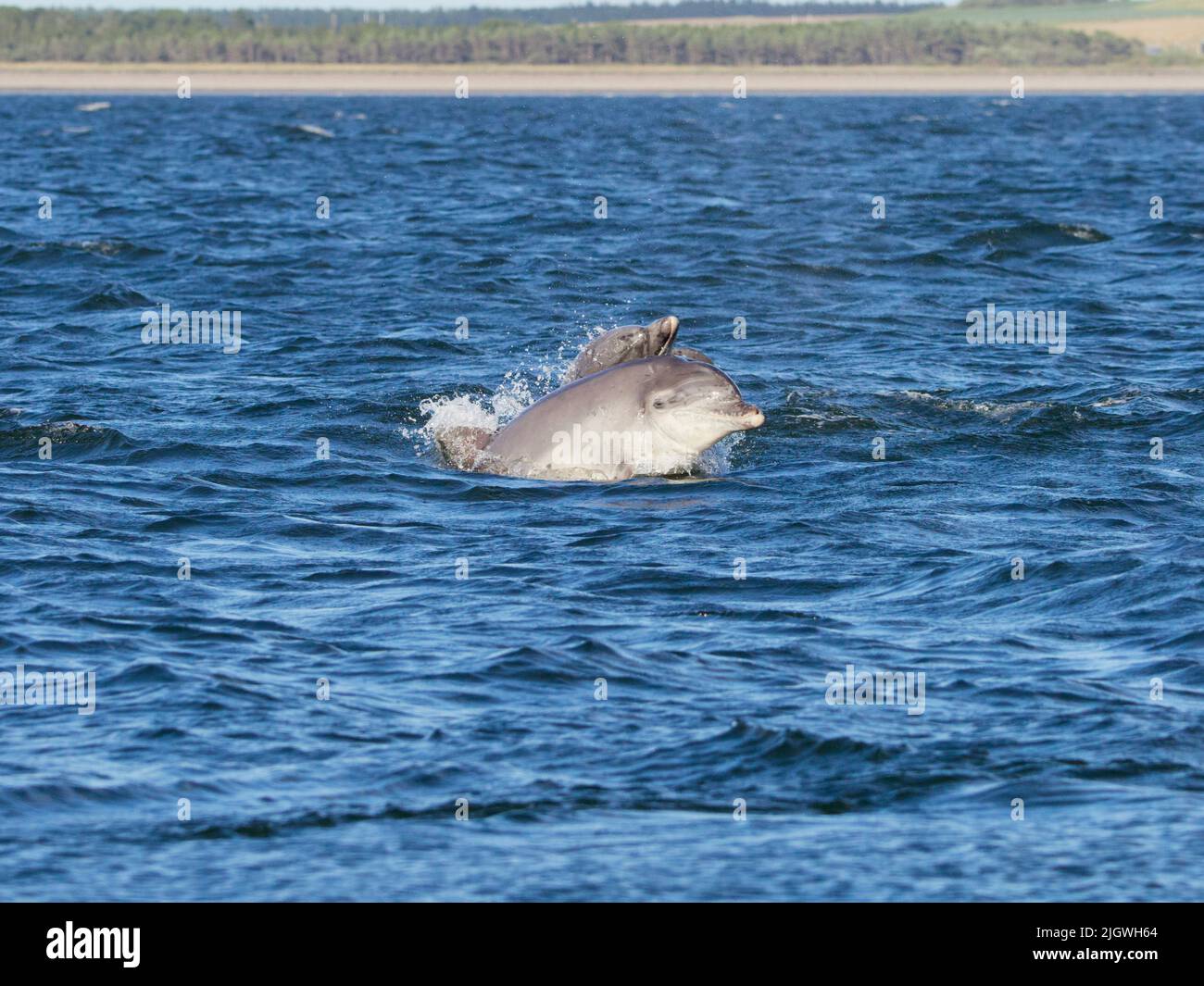 Der junge große Tümmler (Tursiops trunkatus), der im Moray Firth, Schottland, Großbritannien, aufspringt und aufspringt Stockfoto