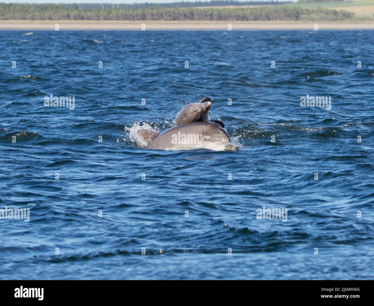 Der junge große Tümmler (Tursiops trunkatus), der im Moray Firth, Schottland, Großbritannien, aufspringt und aufspringt Stockfoto