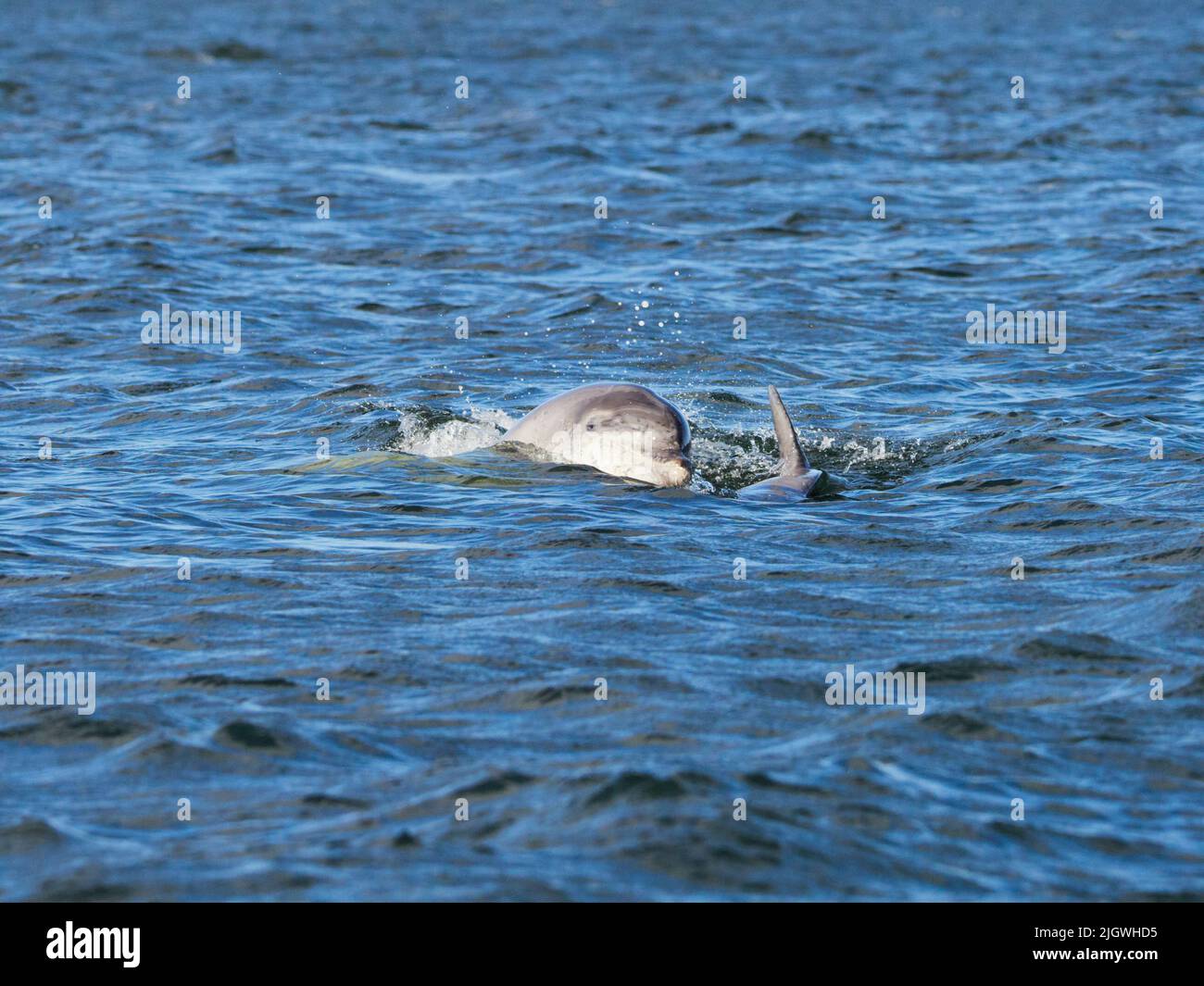 Der junge große Tümmler (Tursiops trunkatus), der im Moray Firth, Schottland, Großbritannien, aufspringt und aufspringt Stockfoto