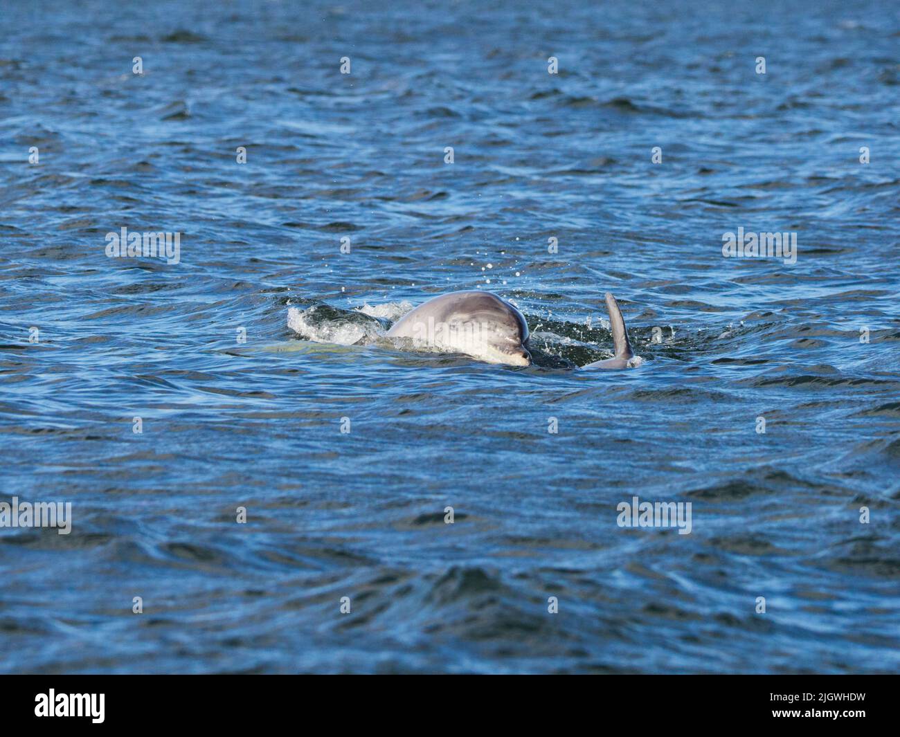 Der junge große Tümmler (Tursiops trunkatus), der im Moray Firth, Schottland, Großbritannien, aufspringt und aufspringt Stockfoto
