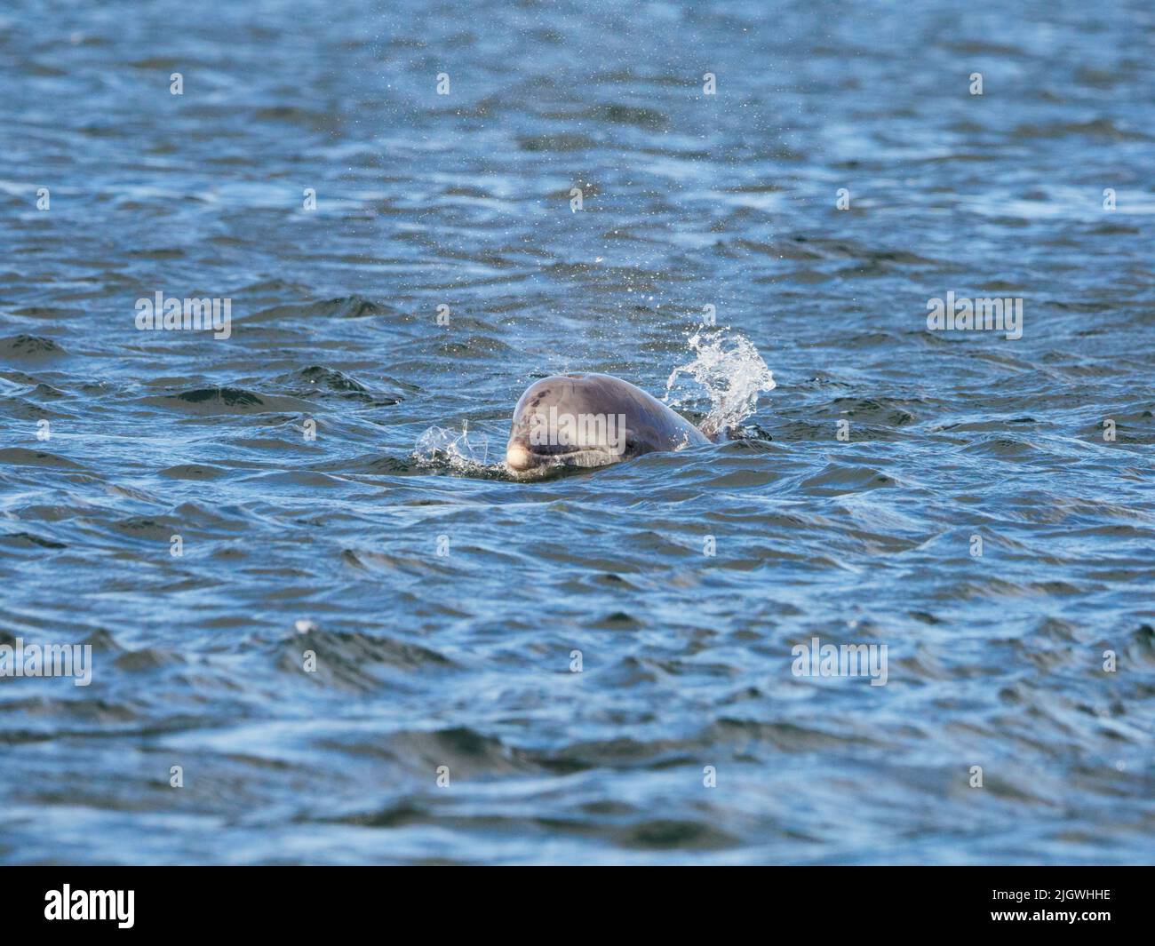 Der junge große Tümmler (Tursiops trunkatus), der im Moray Firth, Schottland, Großbritannien, aufspringt und aufspringt Stockfoto