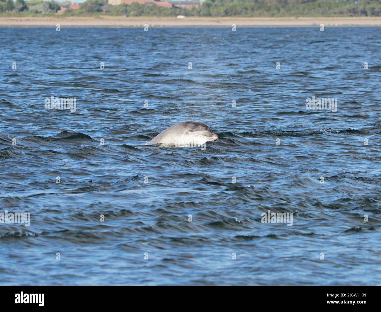 Der junge große Tümmler (Tursiops trunkatus), der im Moray Firth, Schottland, Großbritannien, aufspringt und aufspringt Stockfoto