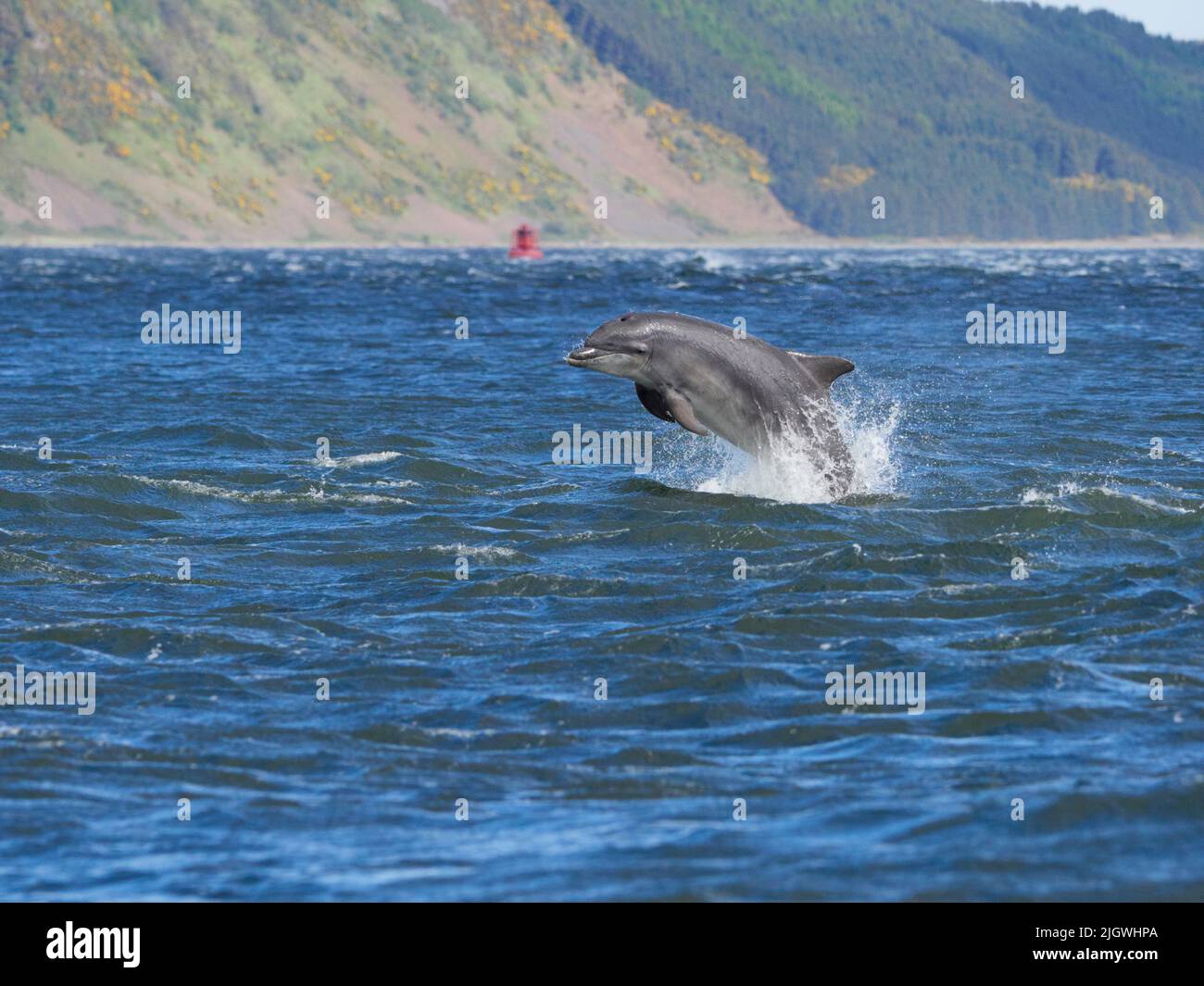 Der junge große Tümmler (Tursiops trunkatus), der im Moray Firth, Schottland, Großbritannien, aufspringt und aufspringt Stockfoto