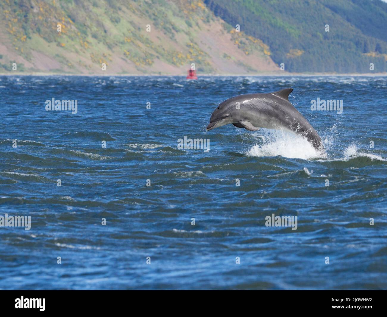 Der junge große Tümmler (Tursiops trunkatus), der im Moray Firth, Schottland, Großbritannien, aufspringt und aufspringt Stockfoto