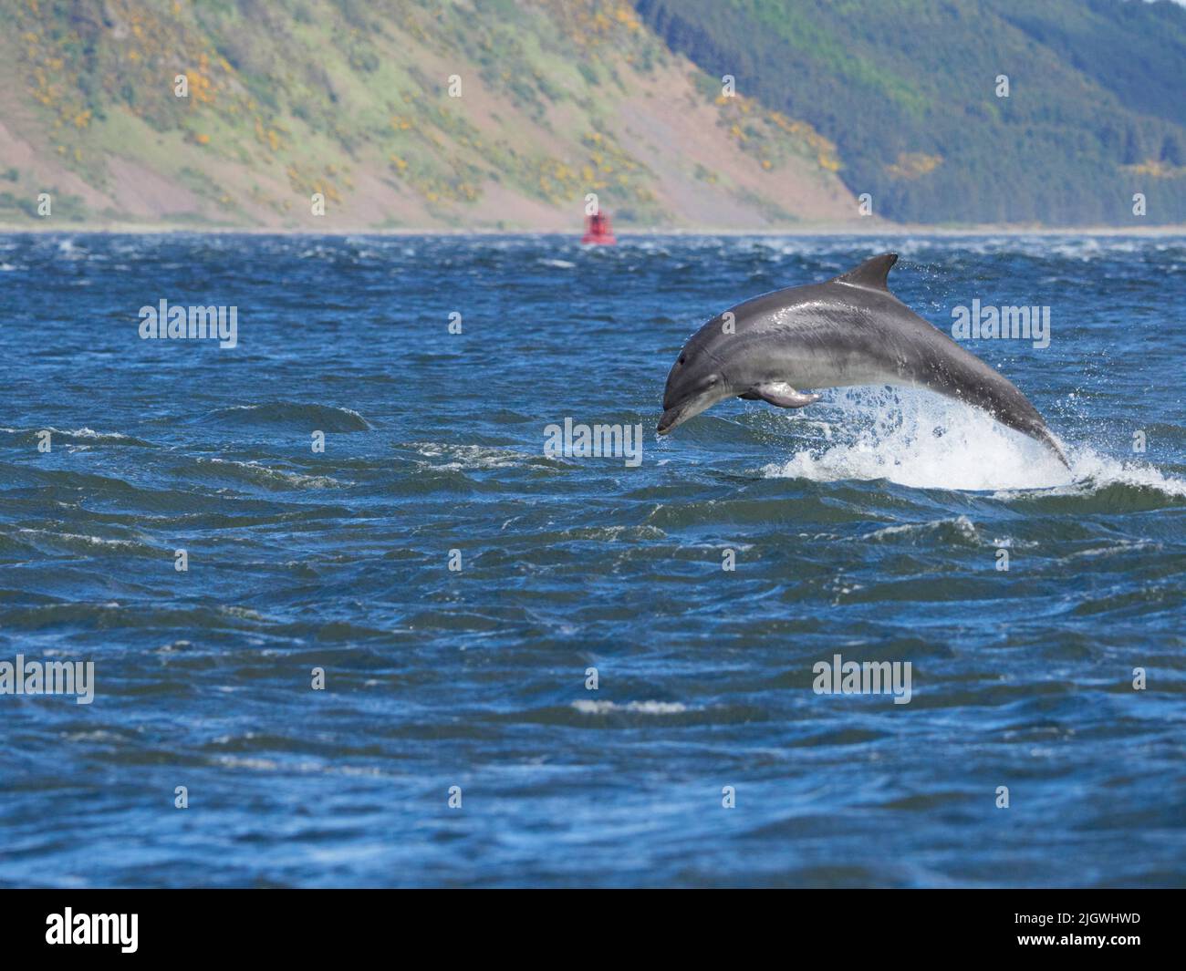 Der junge große Tümmler (Tursiops trunkatus), der im Moray Firth, Schottland, Großbritannien, aufspringt und aufspringt Stockfoto
