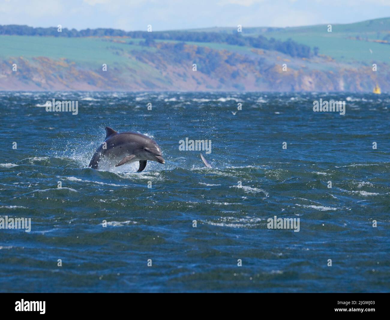 Der junge große Tümmler (Tursiops trunkatus), der im Moray Firth, Schottland, Großbritannien, aufspringt und aufspringt Stockfoto