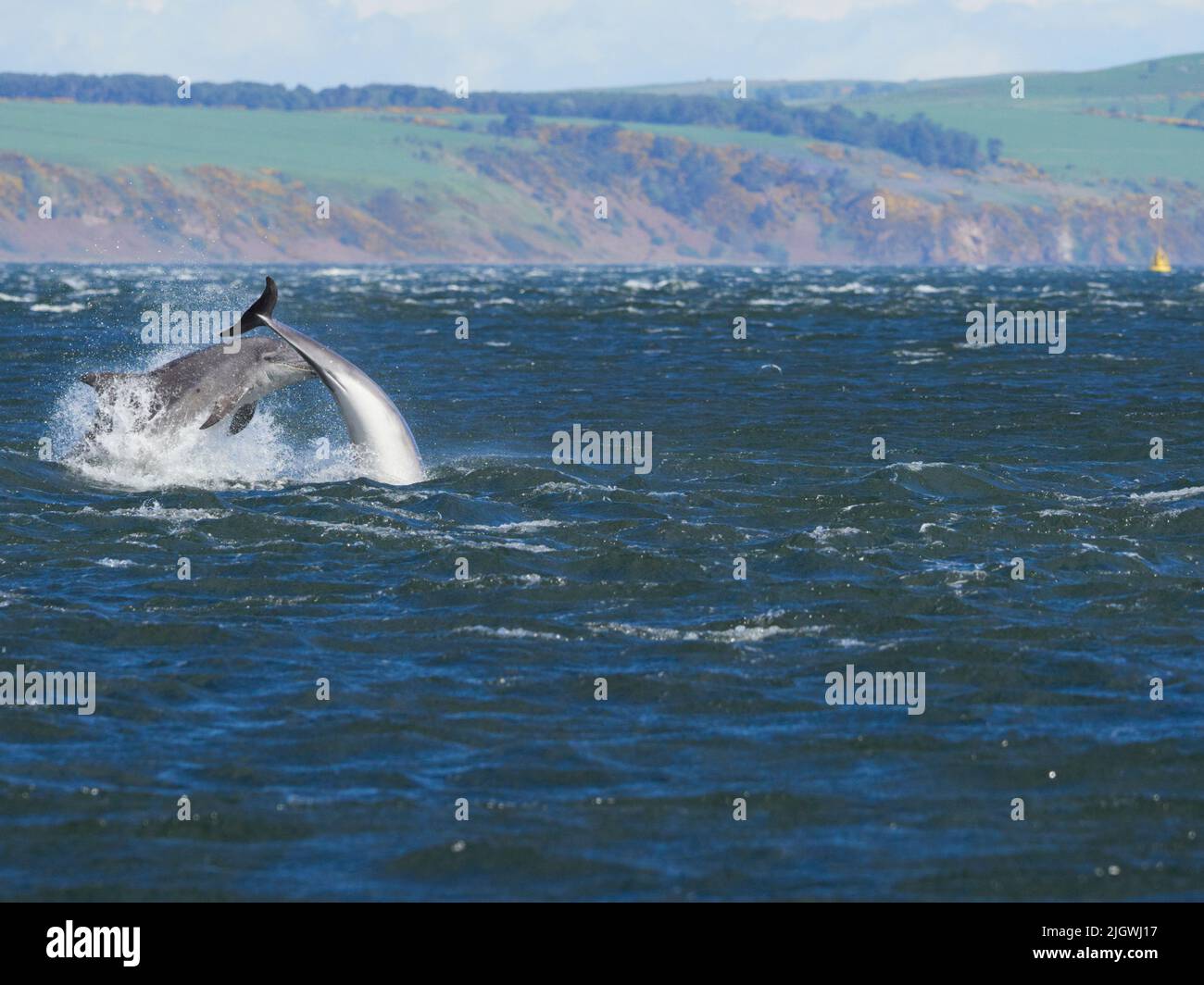 Der junge große Tümmler (Tursiops trunkatus), der im Moray Firth, Schottland, Großbritannien, aufspringt und aufspringt Stockfoto