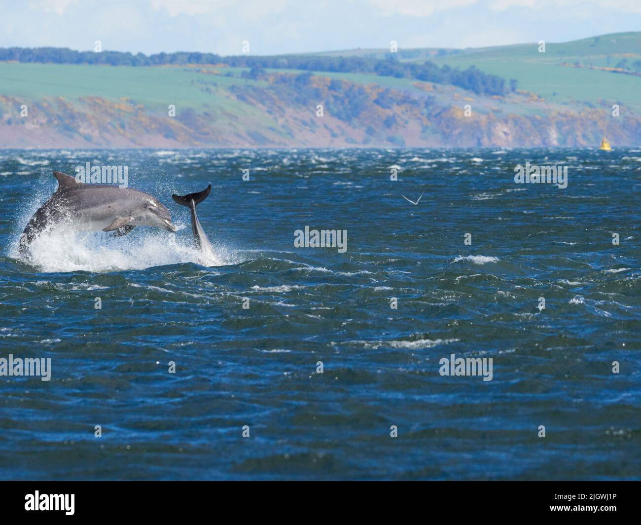 Der junge große Tümmler (Tursiops trunkatus), der im Moray Firth, Schottland, Großbritannien, aufspringt und aufspringt Stockfoto