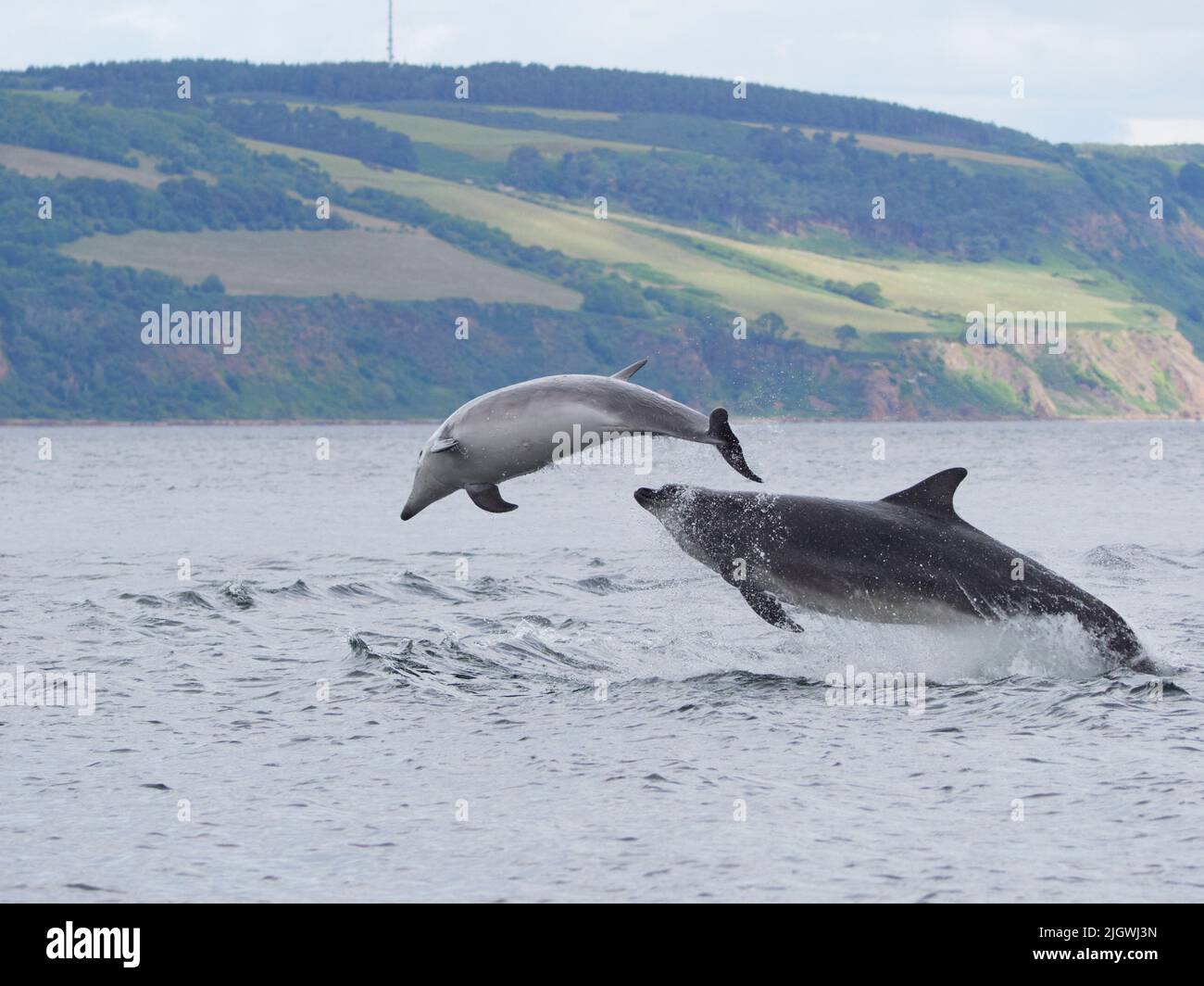 Der junge große Tümmler (Tursiops trunkatus), der im Moray Firth, Schottland, Großbritannien, aufspringt und aufspringt Stockfoto