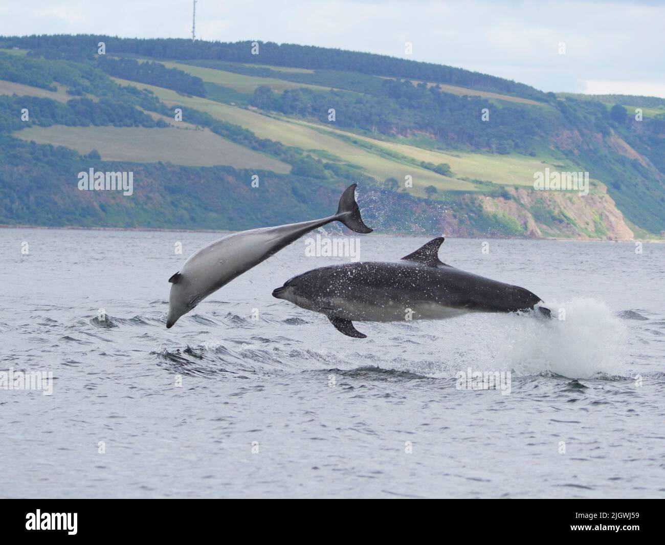 Der junge große Tümmler (Tursiops trunkatus), der im Moray Firth, Schottland, Großbritannien, aufspringt und aufspringt Stockfoto