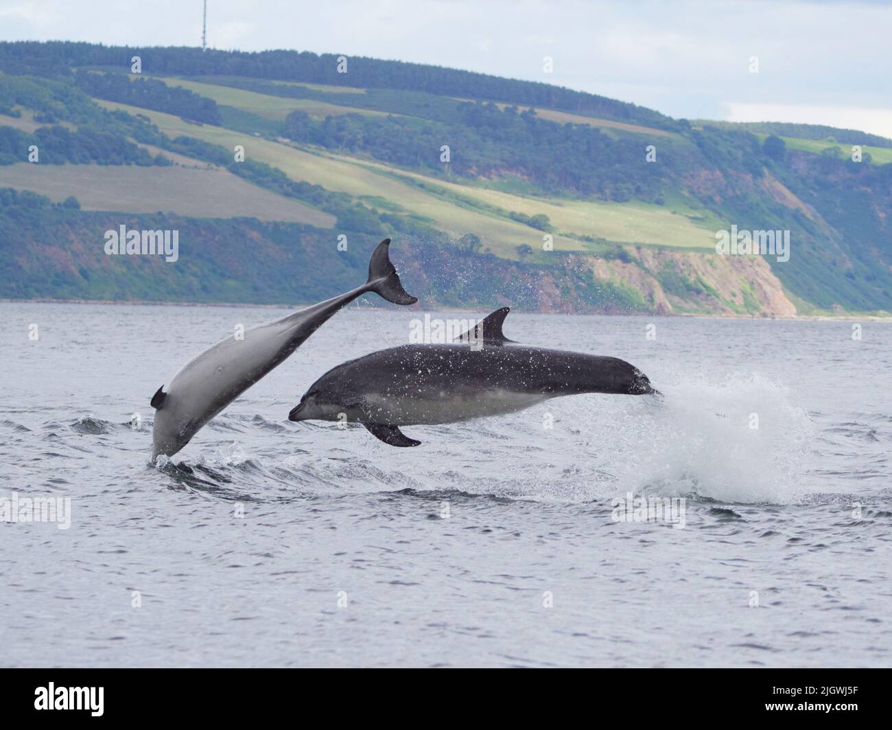 Der junge große Tümmler (Tursiops trunkatus), der im Moray Firth, Schottland, Großbritannien, aufspringt und aufspringt Stockfoto