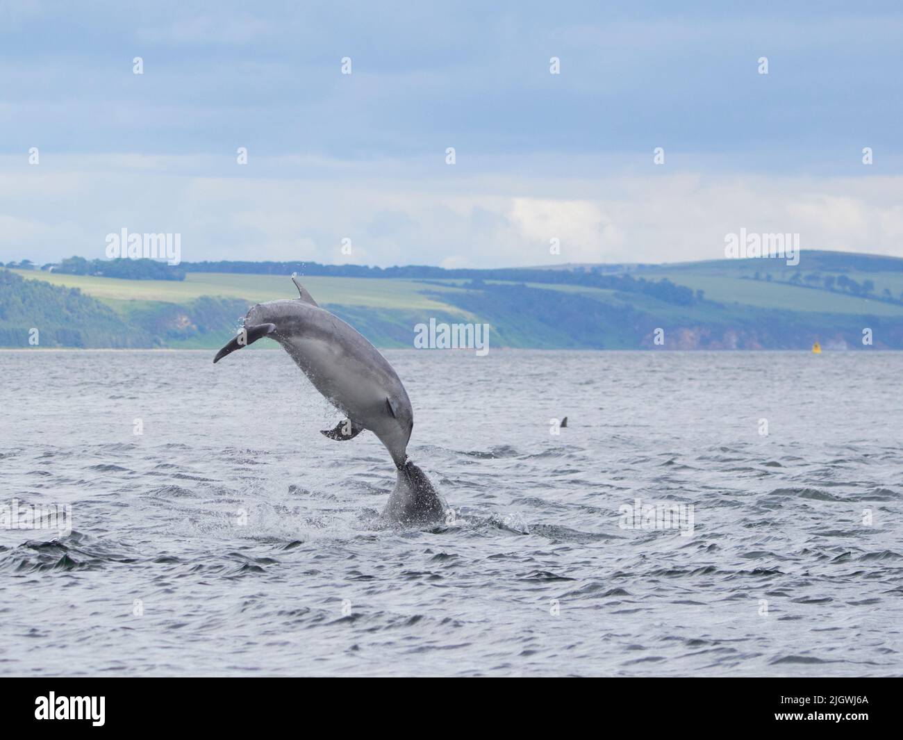 Der junge große Tümmler (Tursiops trunkatus), der im Moray Firth, Schottland, Großbritannien, aufspringt und aufspringt Stockfoto