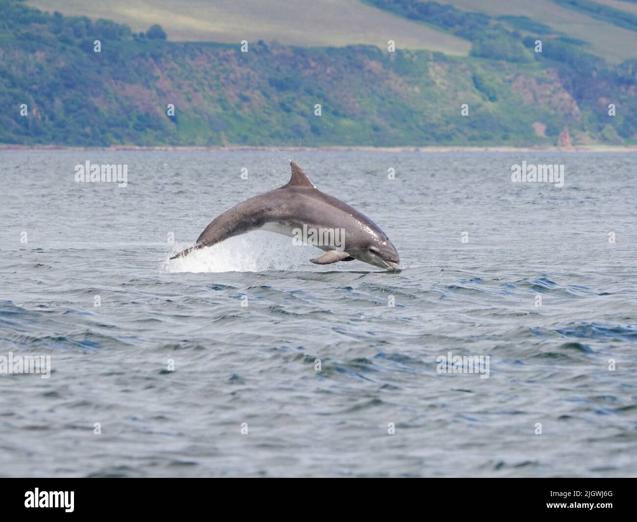 Der junge große Tümmler (Tursiops trunkatus), der im Moray Firth, Schottland, Großbritannien, aufspringt und aufspringt Stockfoto