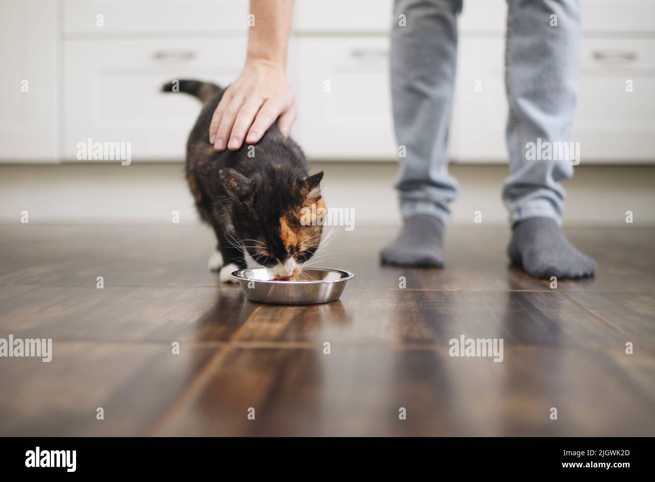 Häusliches Leben mit Haustier. Mann, der seine hungrige Katze zu Hause füttert. Stockfoto