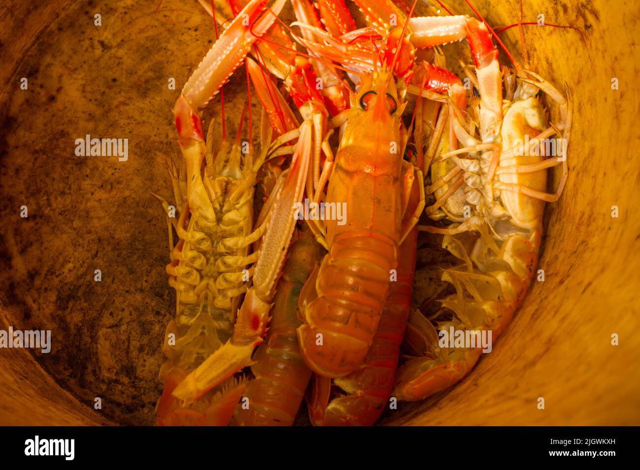Frisch gefangener Langoustine (Nephrops norvegicus) Schottland, Großbritannien. Stockfoto