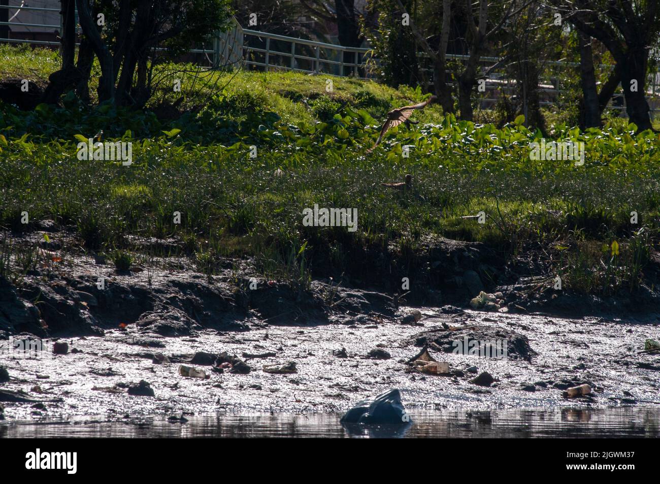 Der Müll und die grünen Sträucher am Ufer des Riachuelo Flusses in Argentinien Stockfoto
