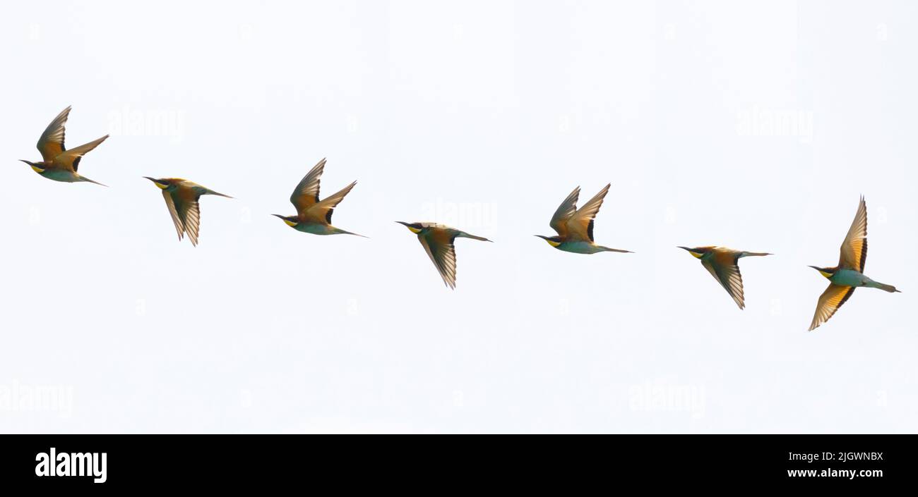 Ein zusammengesetztes Bild eines fliegenden europäischen Bienenfressers (Merops apiaster) in Trimingham, Norfolk Stockfoto