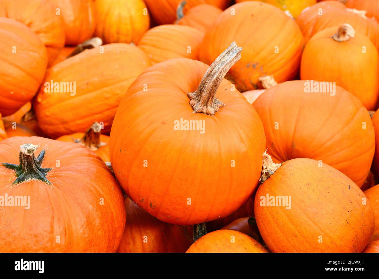 Oranger Halloween Kürbis mit langem Stiel zwischen Haufen Stockfoto