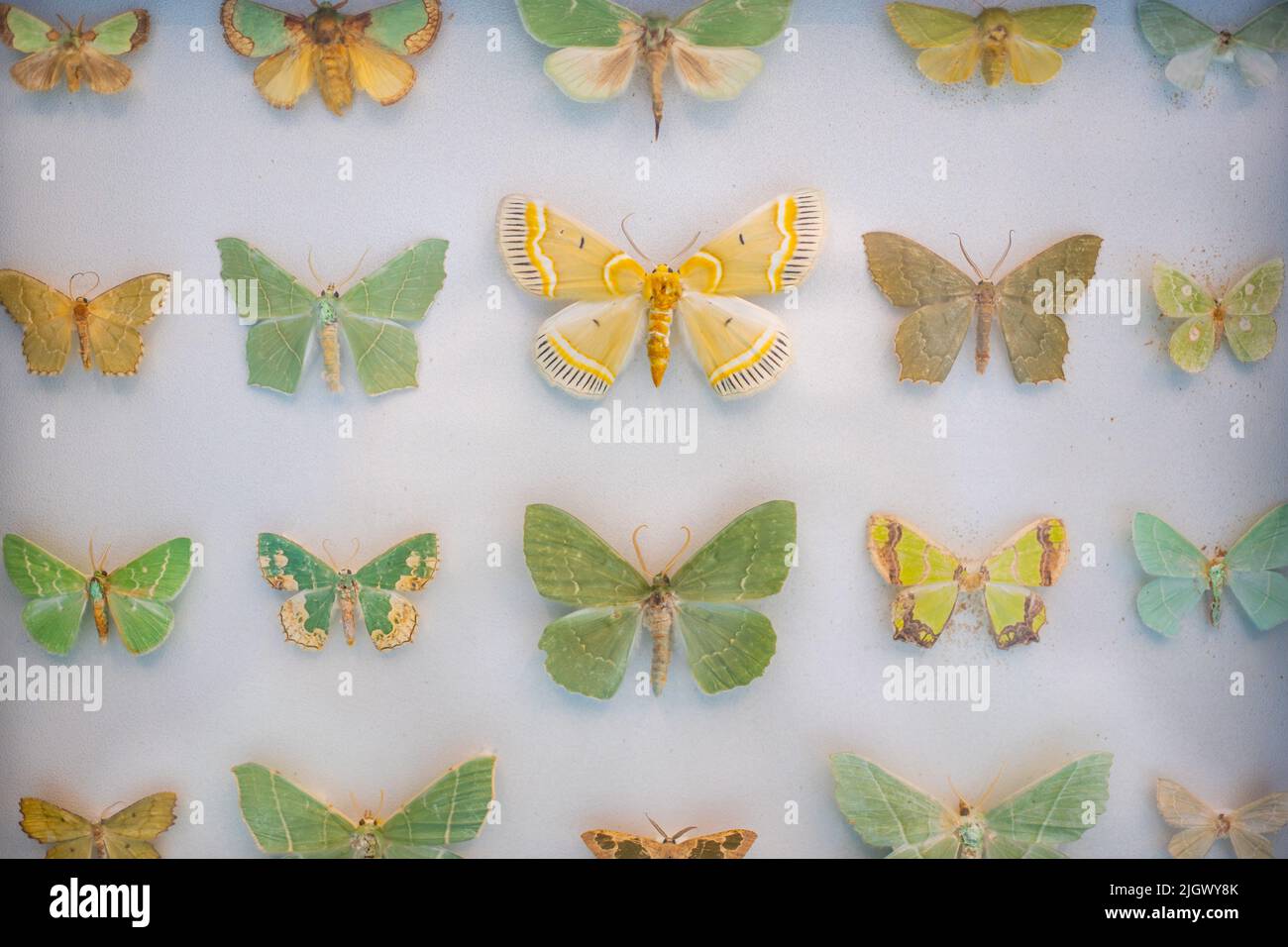 Stellen Sie den Schmetterling auf einen weißen Hintergrund. Stockfoto