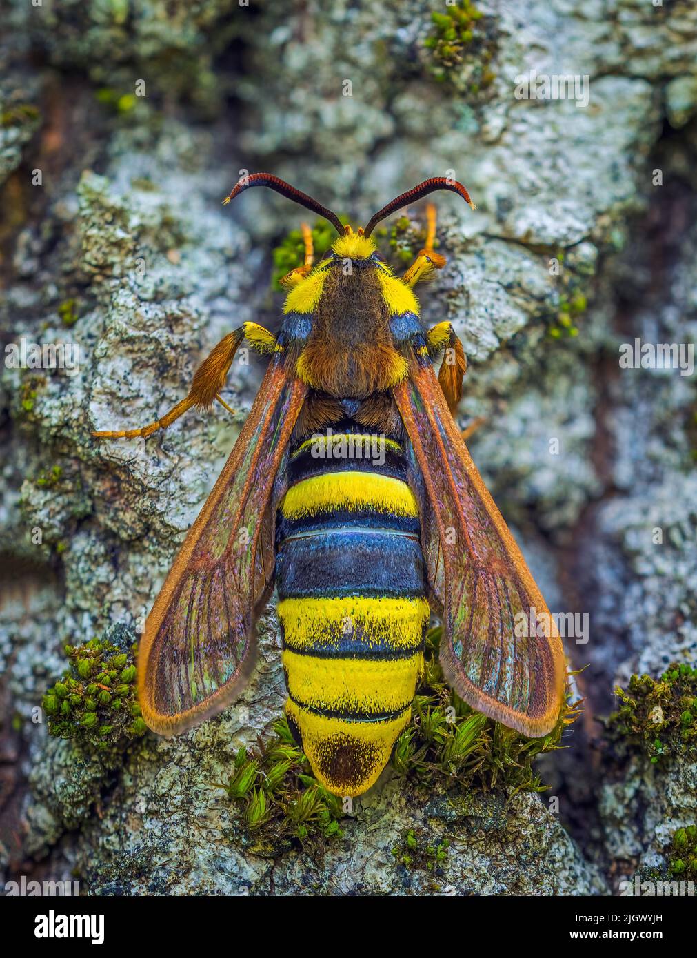 Hornet Moth - Sesia apiformis, Mimikry, Ähnlichkeit mit einer Hornisse Stockfoto